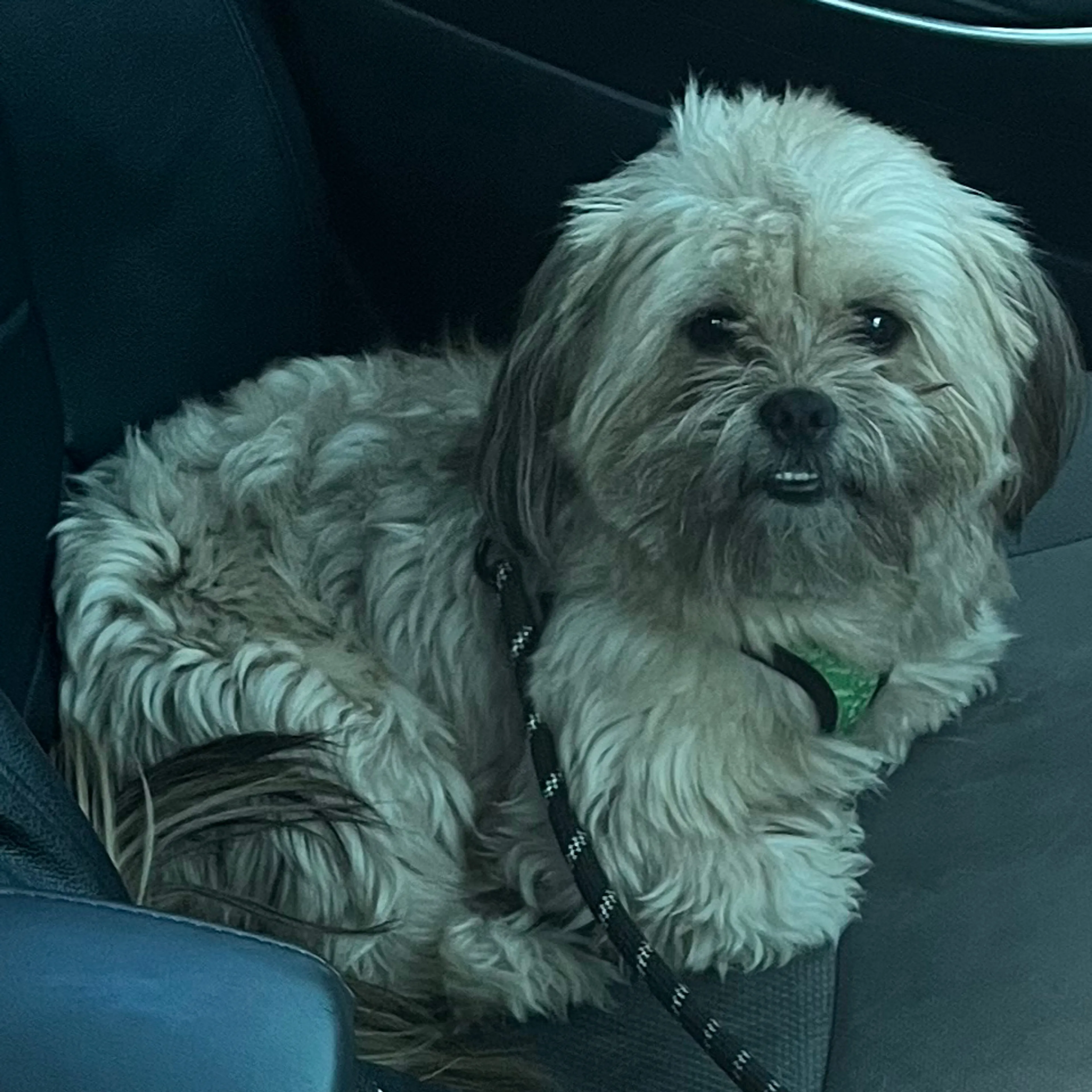 Lost pet-1
