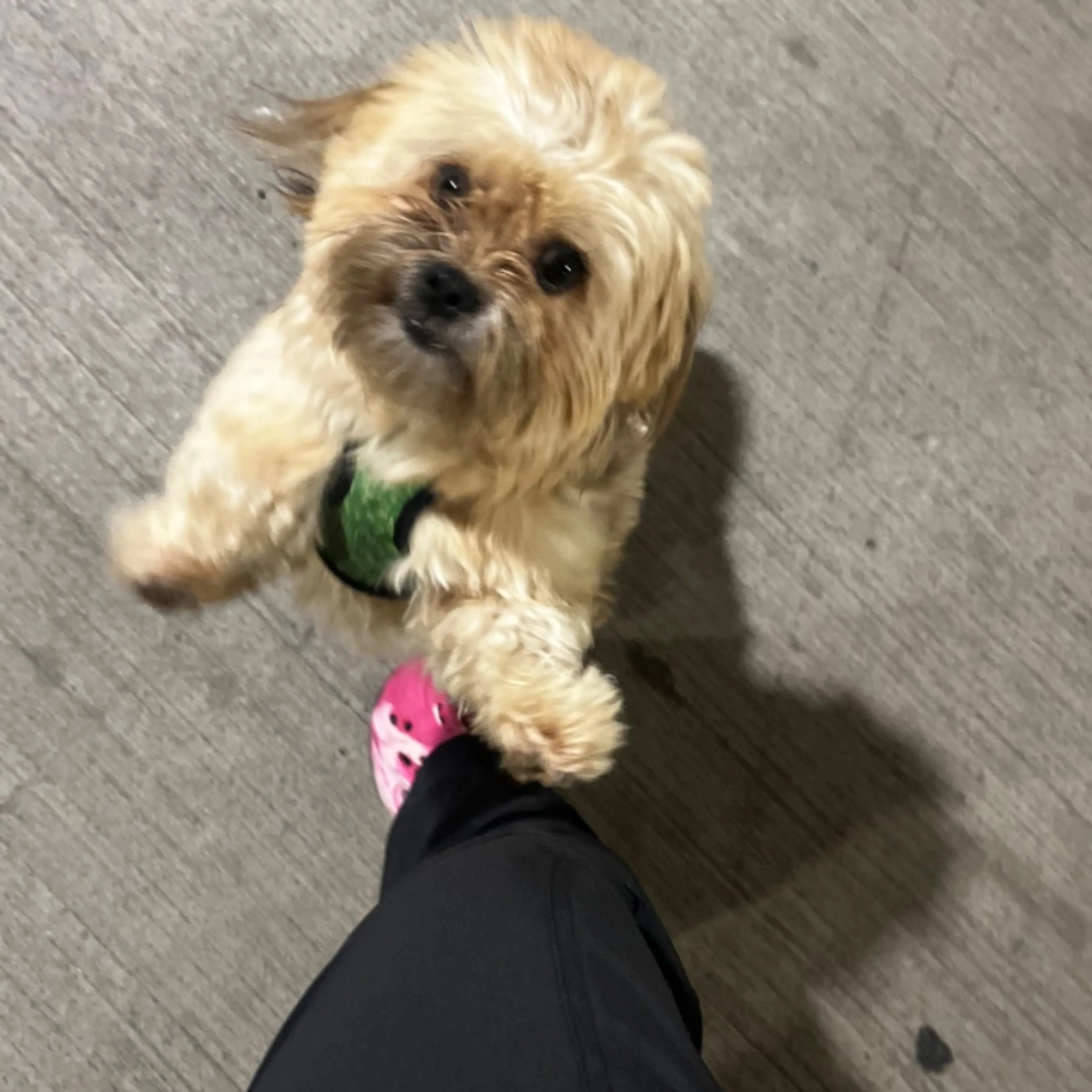 Lost pet-0
