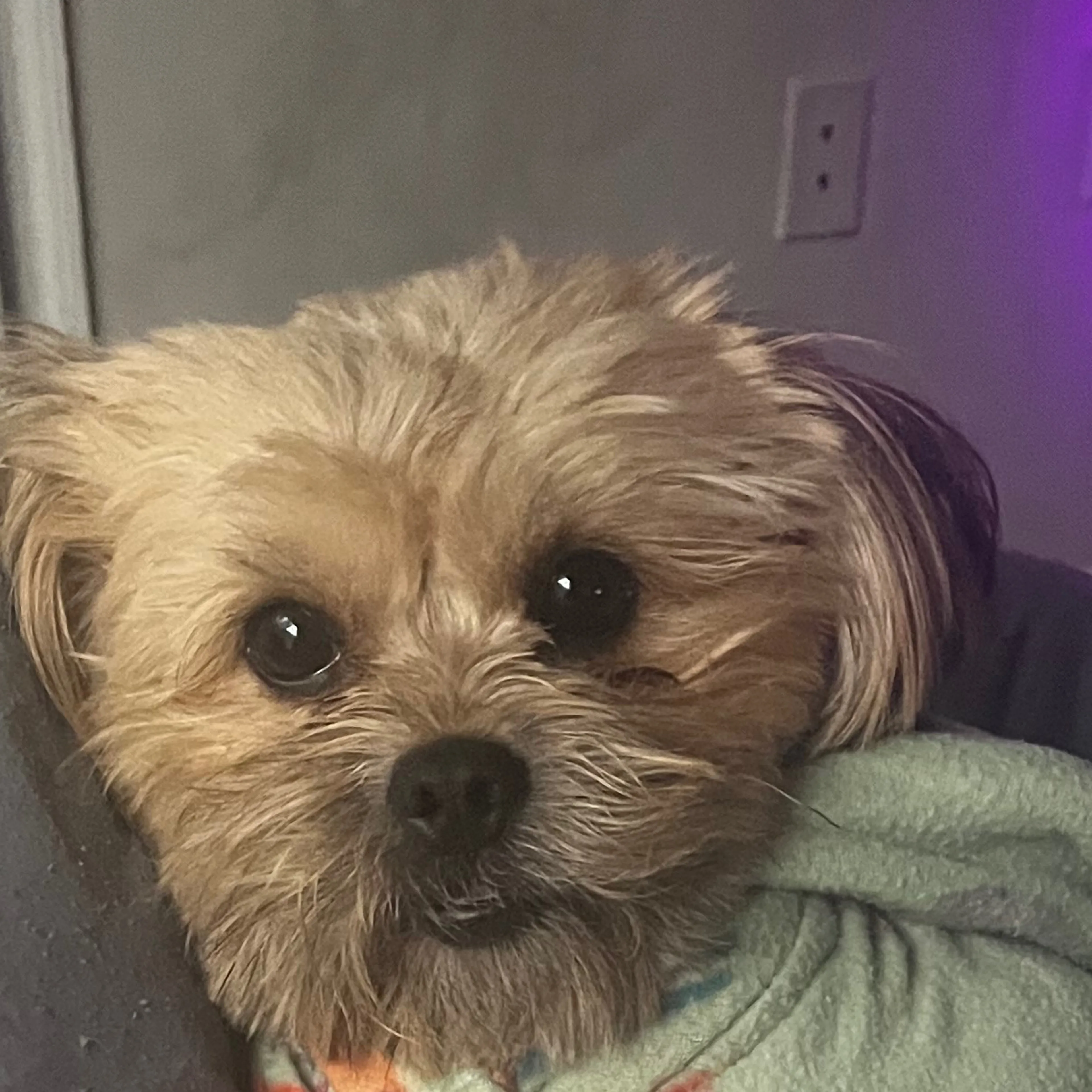 Lost pet-2