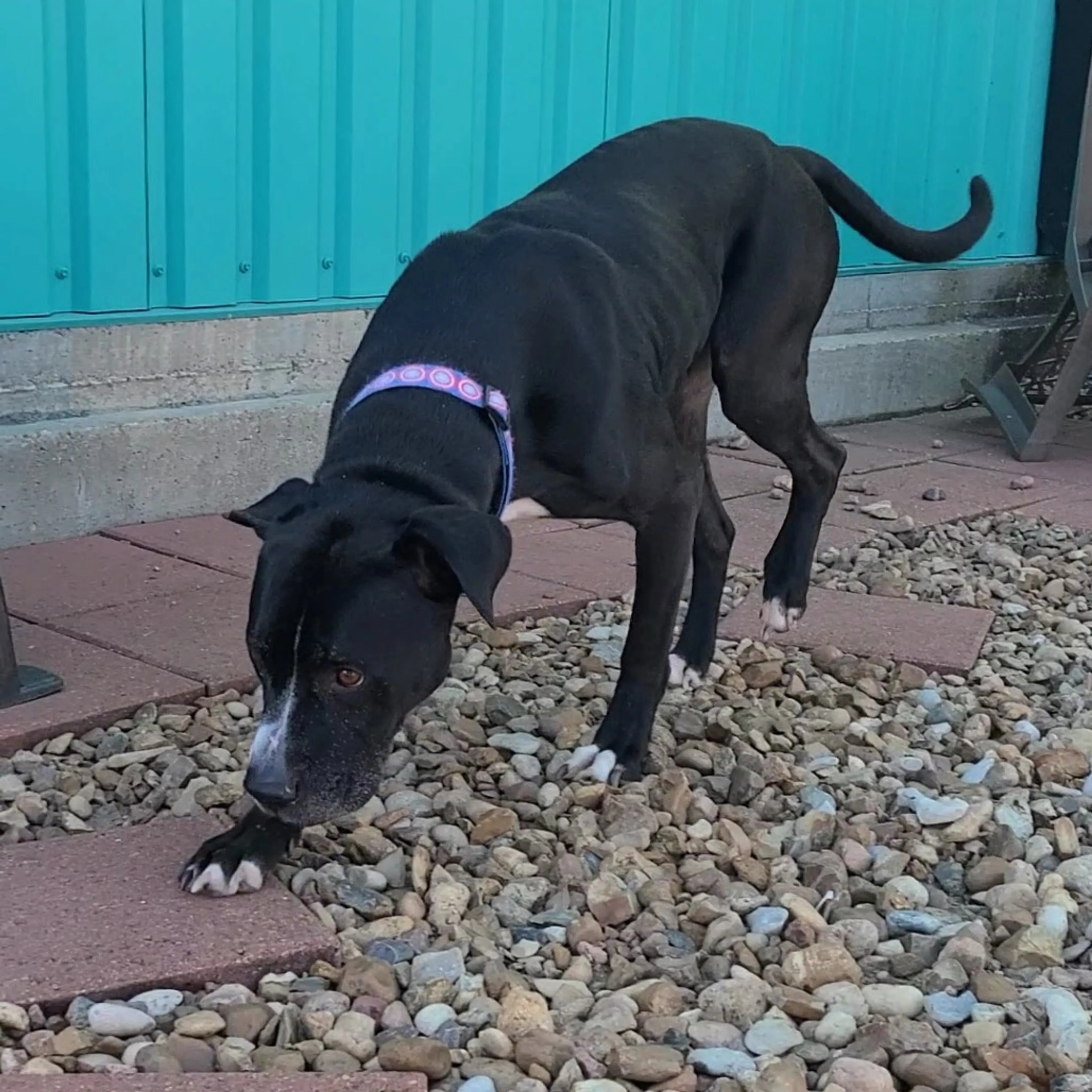 Found pet-6