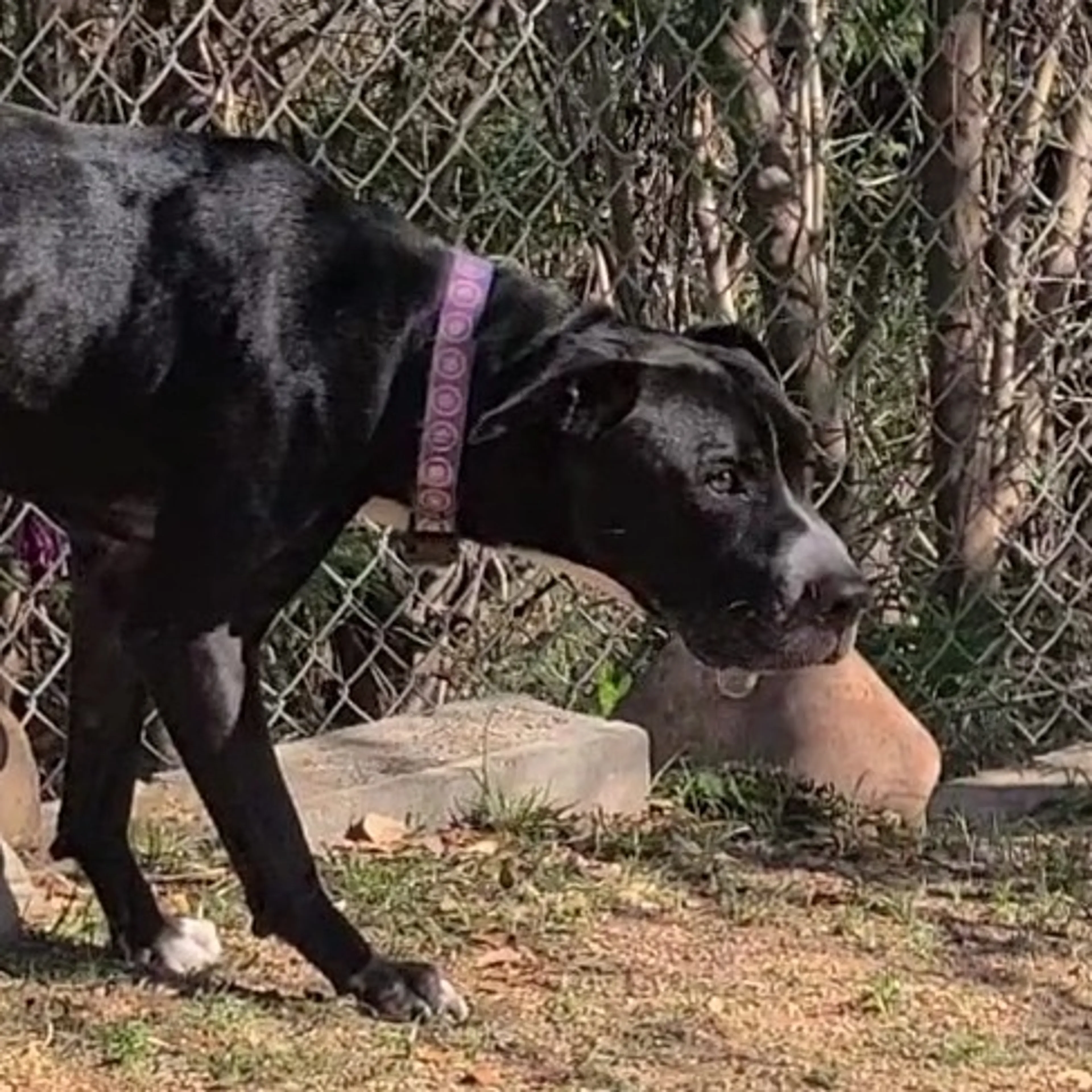 Found pet-2