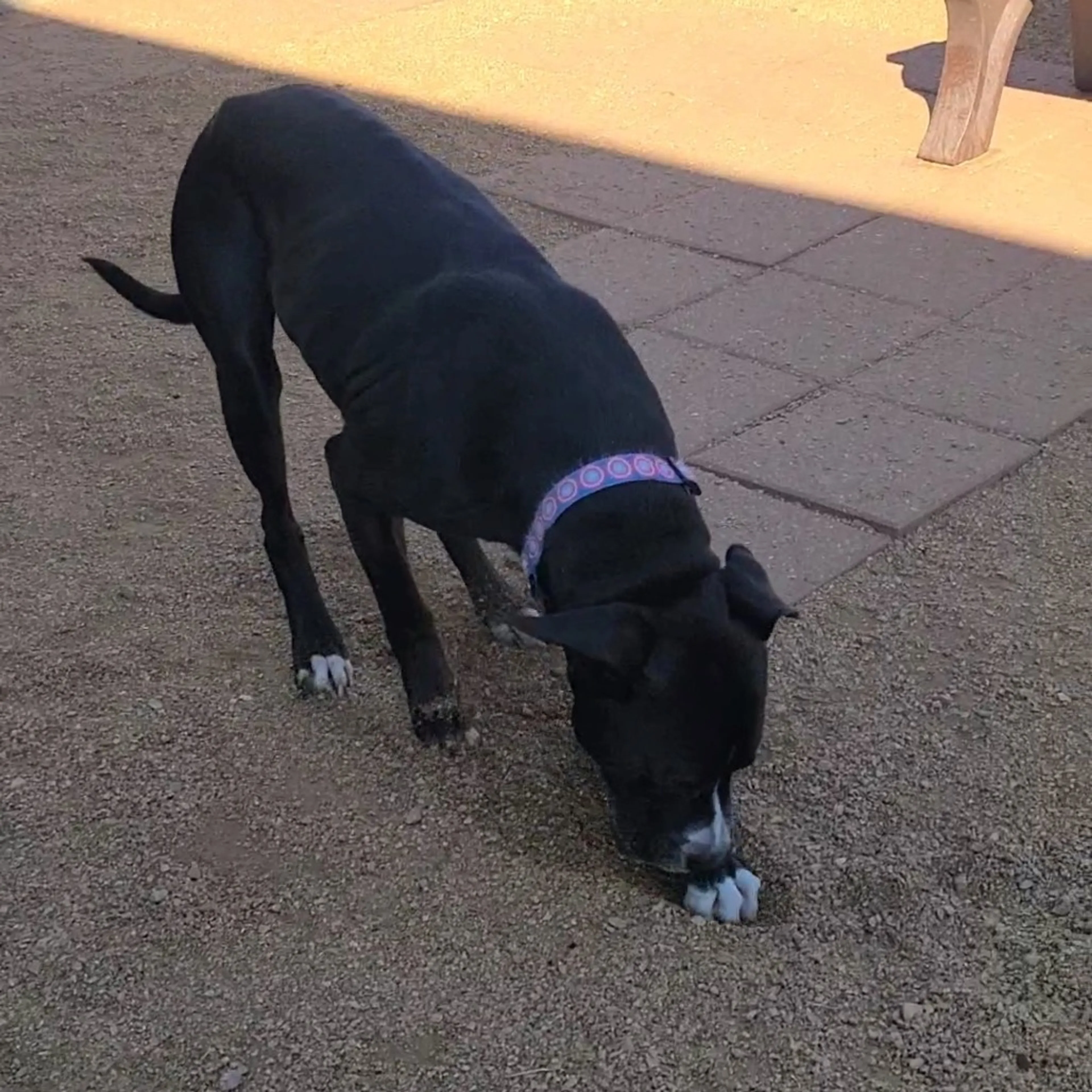 Found pet-5