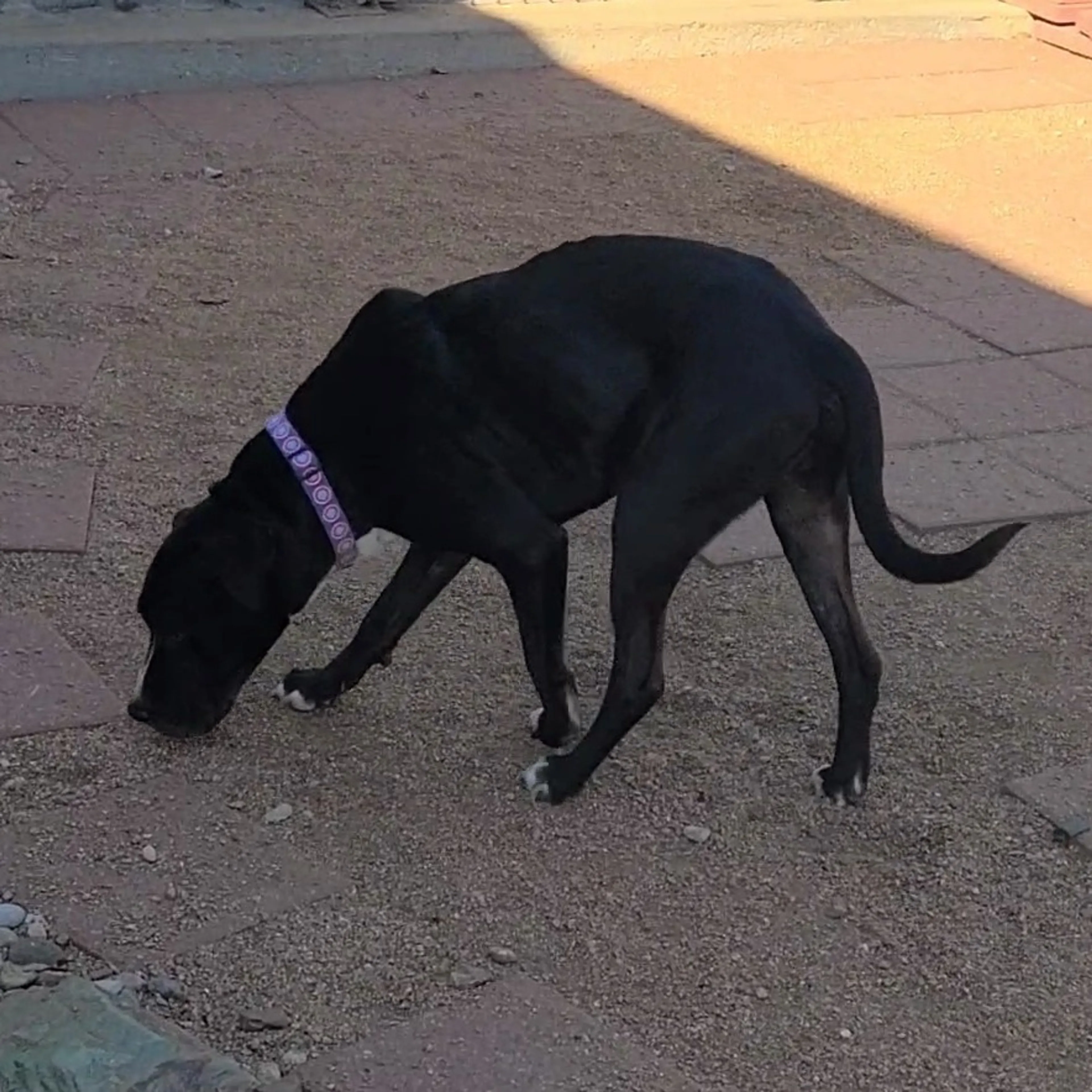 Found pet-4