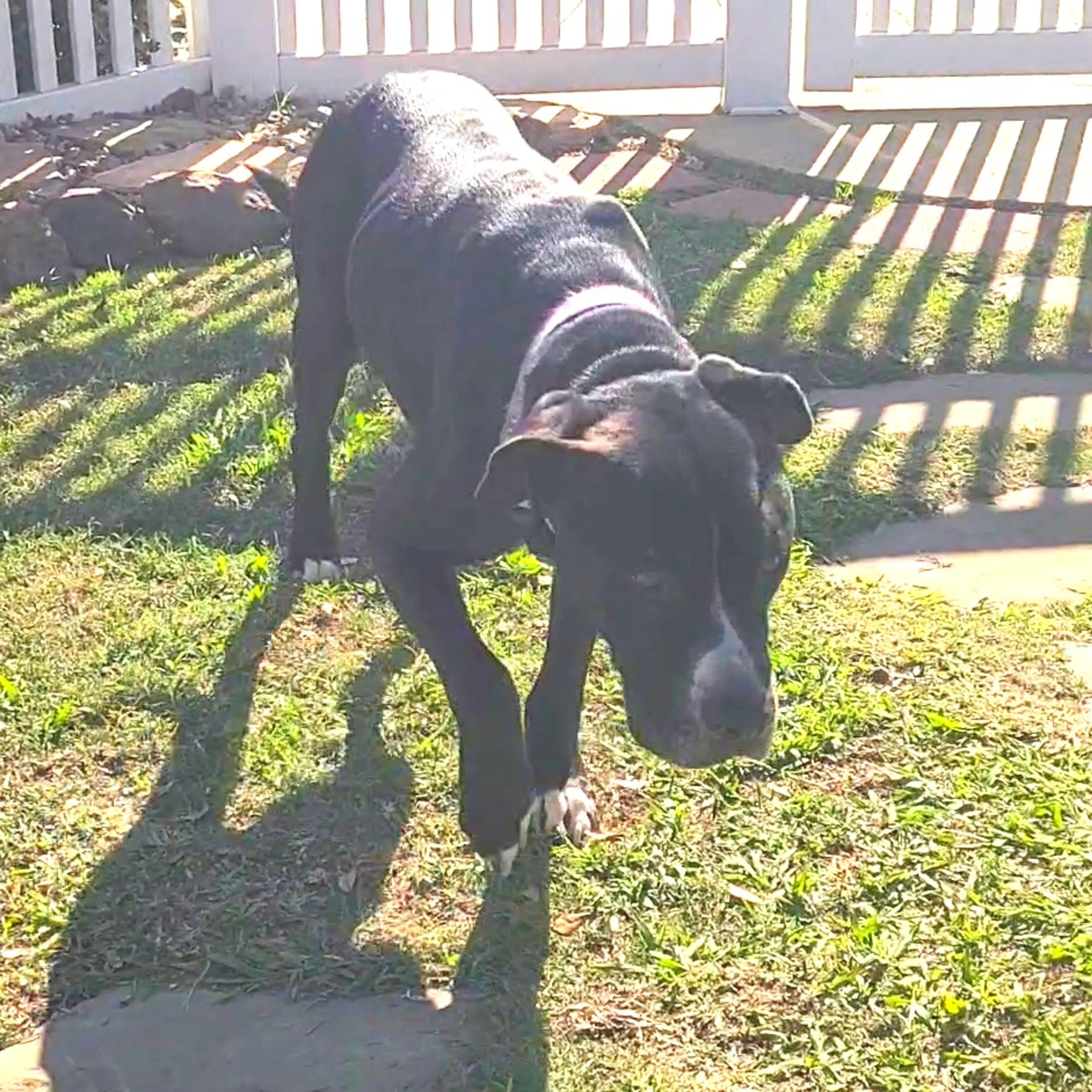 Found pet-3