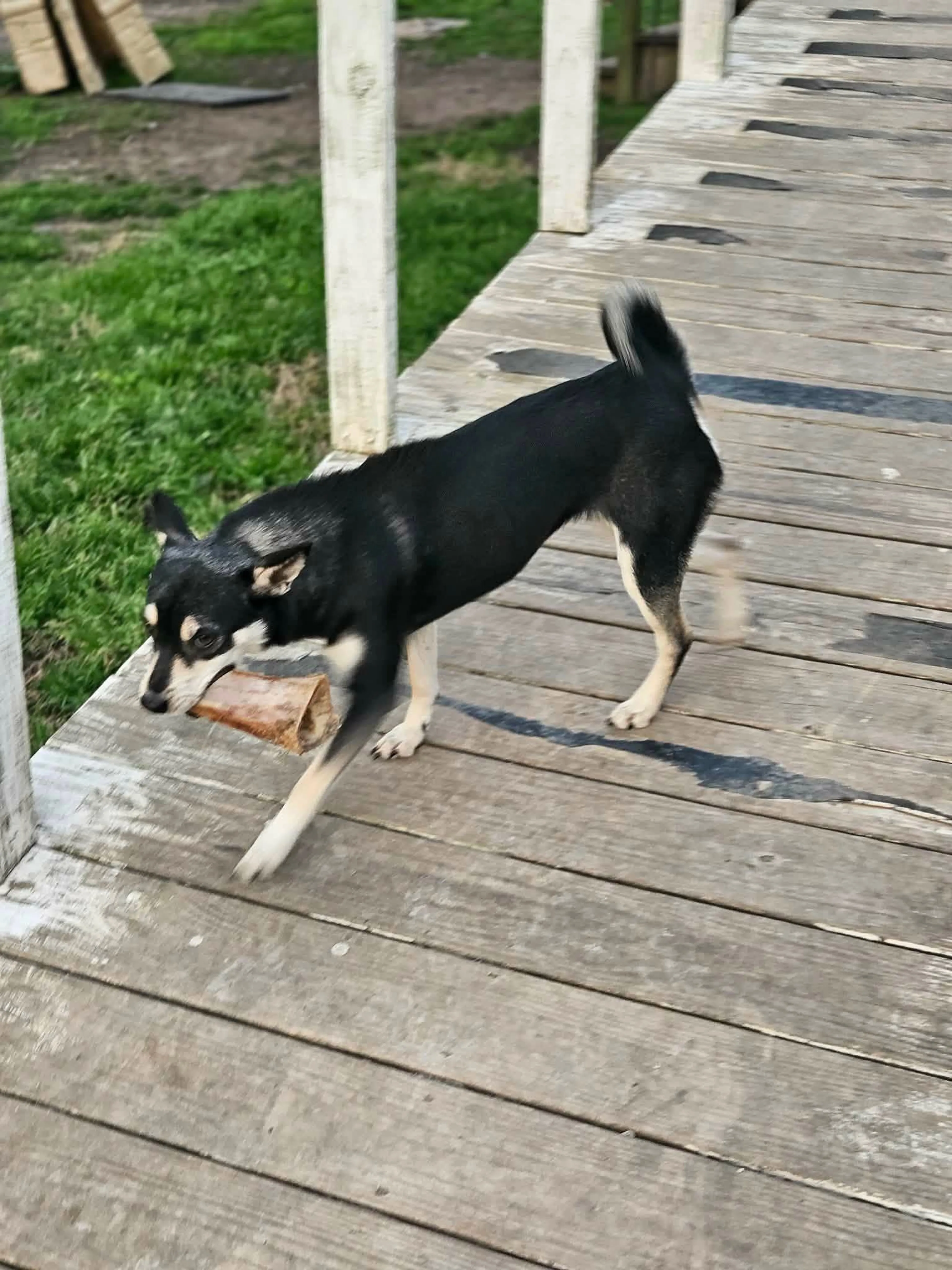 Found pet-1