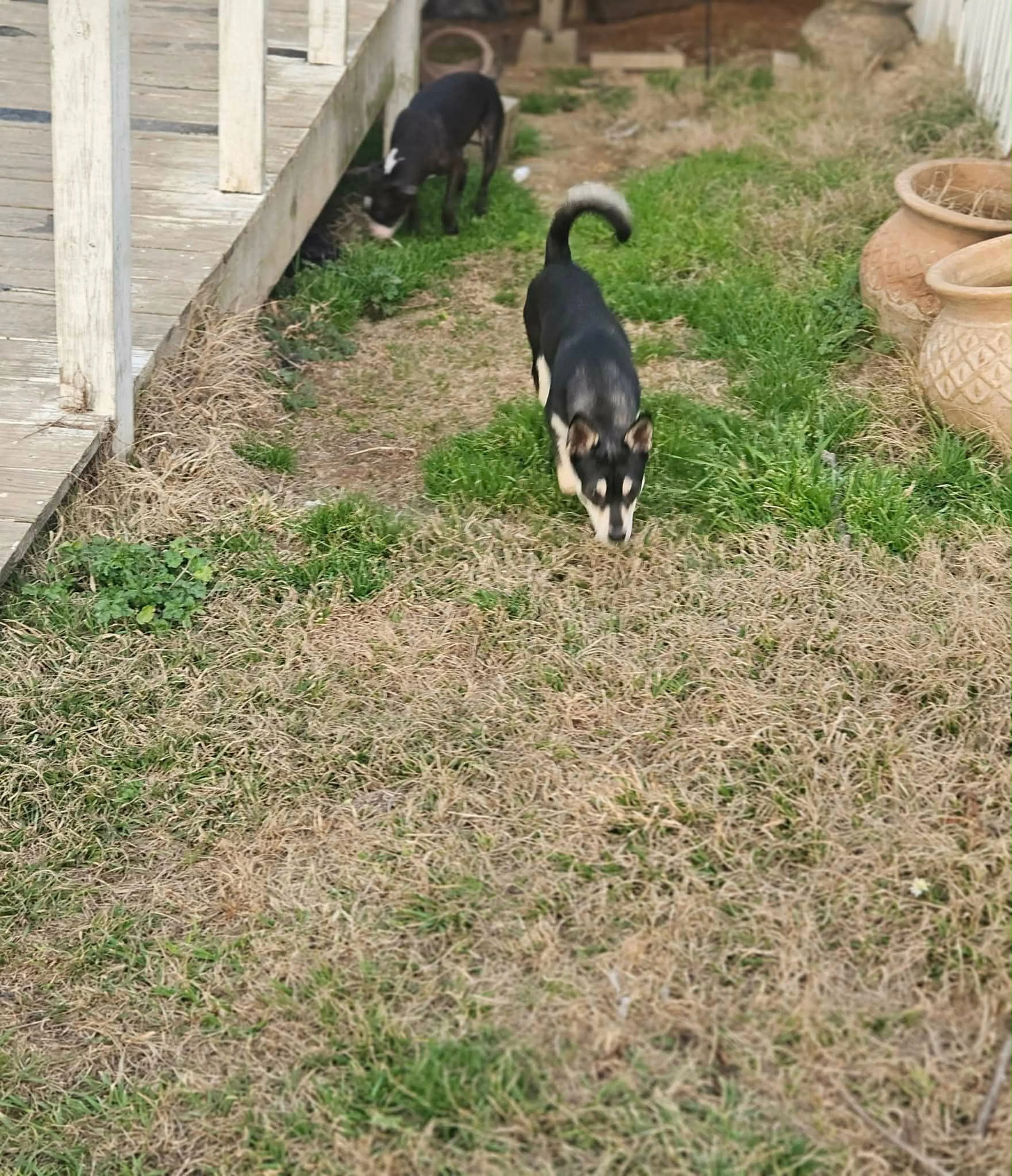 Found pet-2