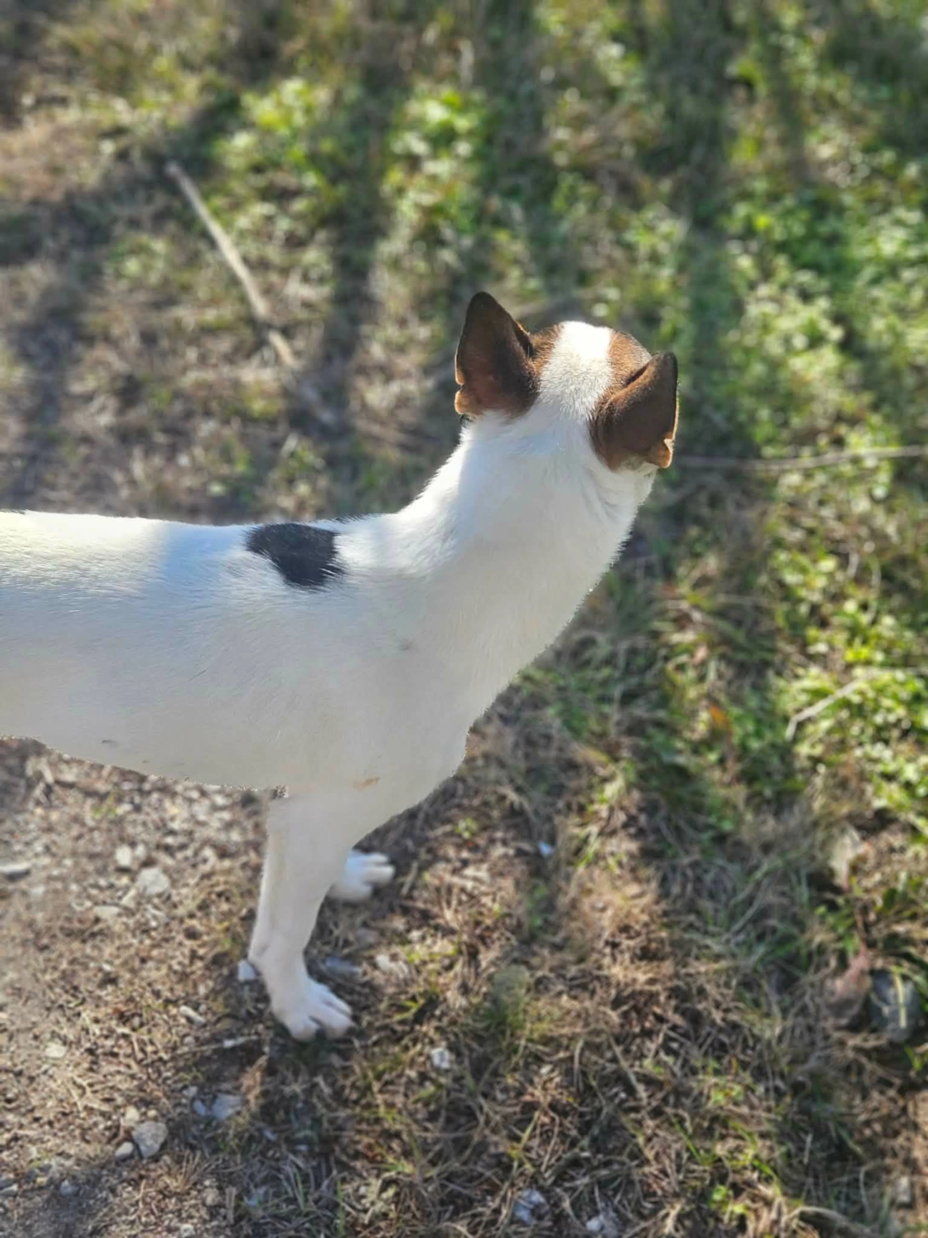 Found pet-5