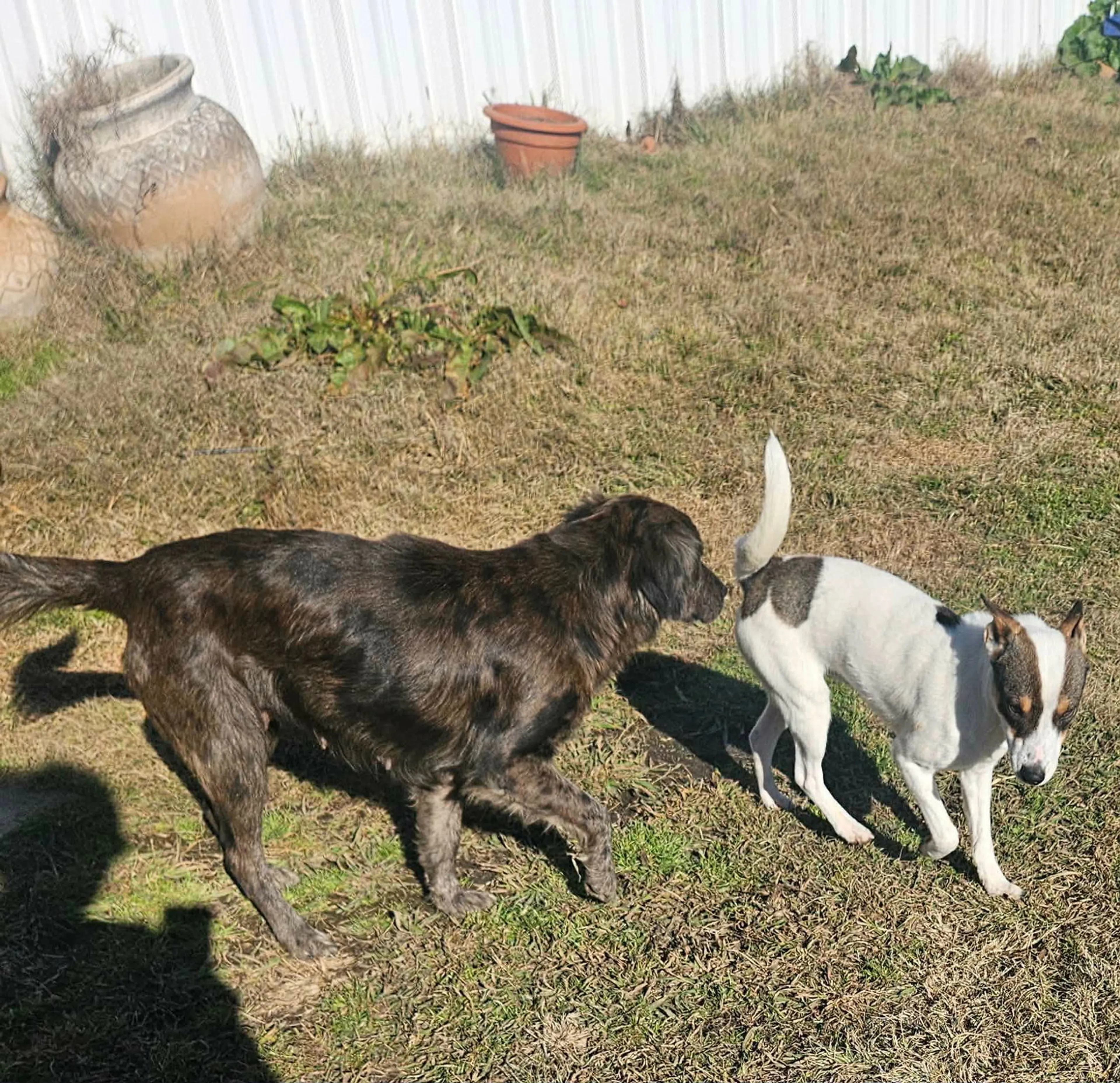 Found pet-6