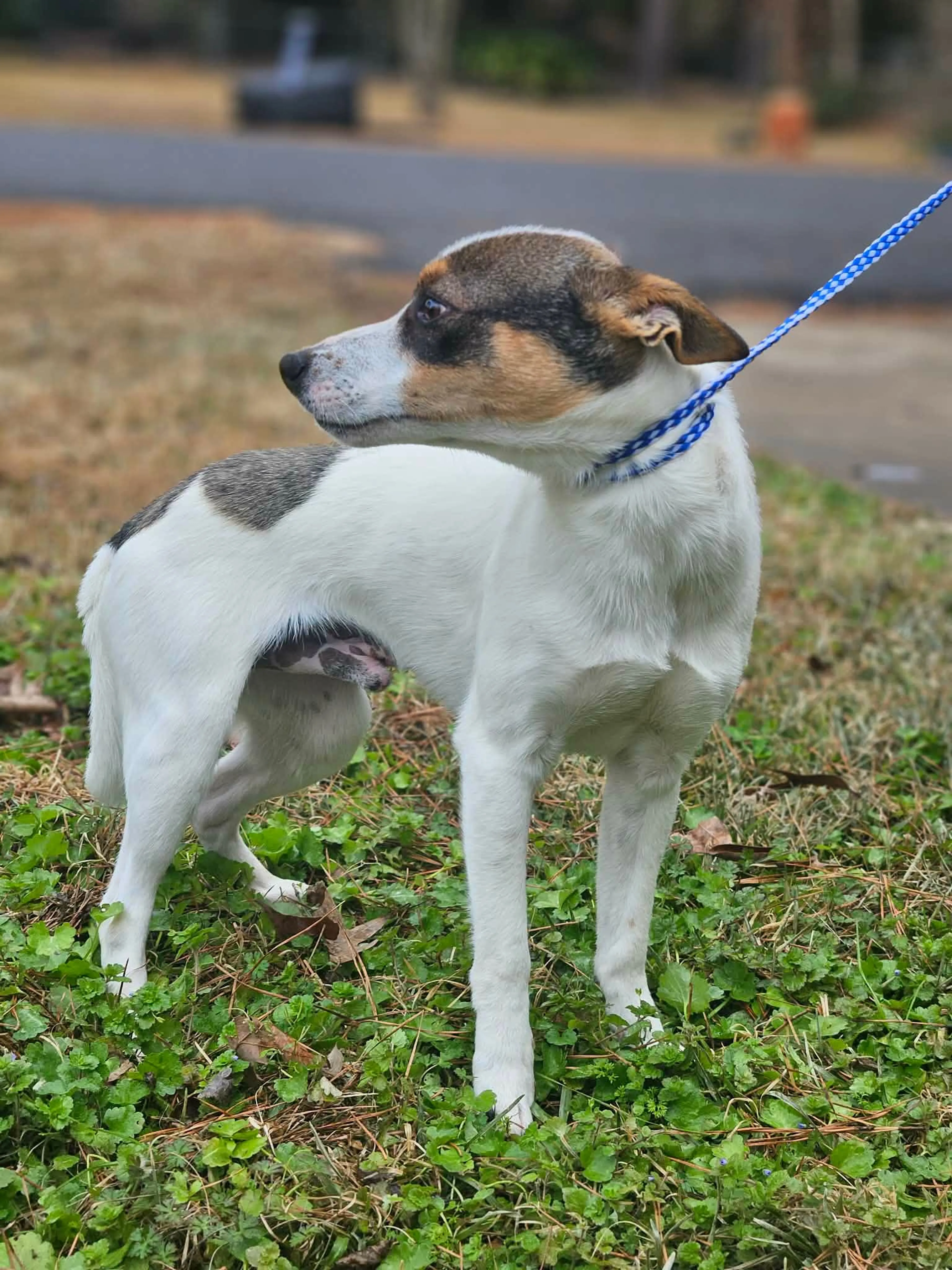 Found pet-1
