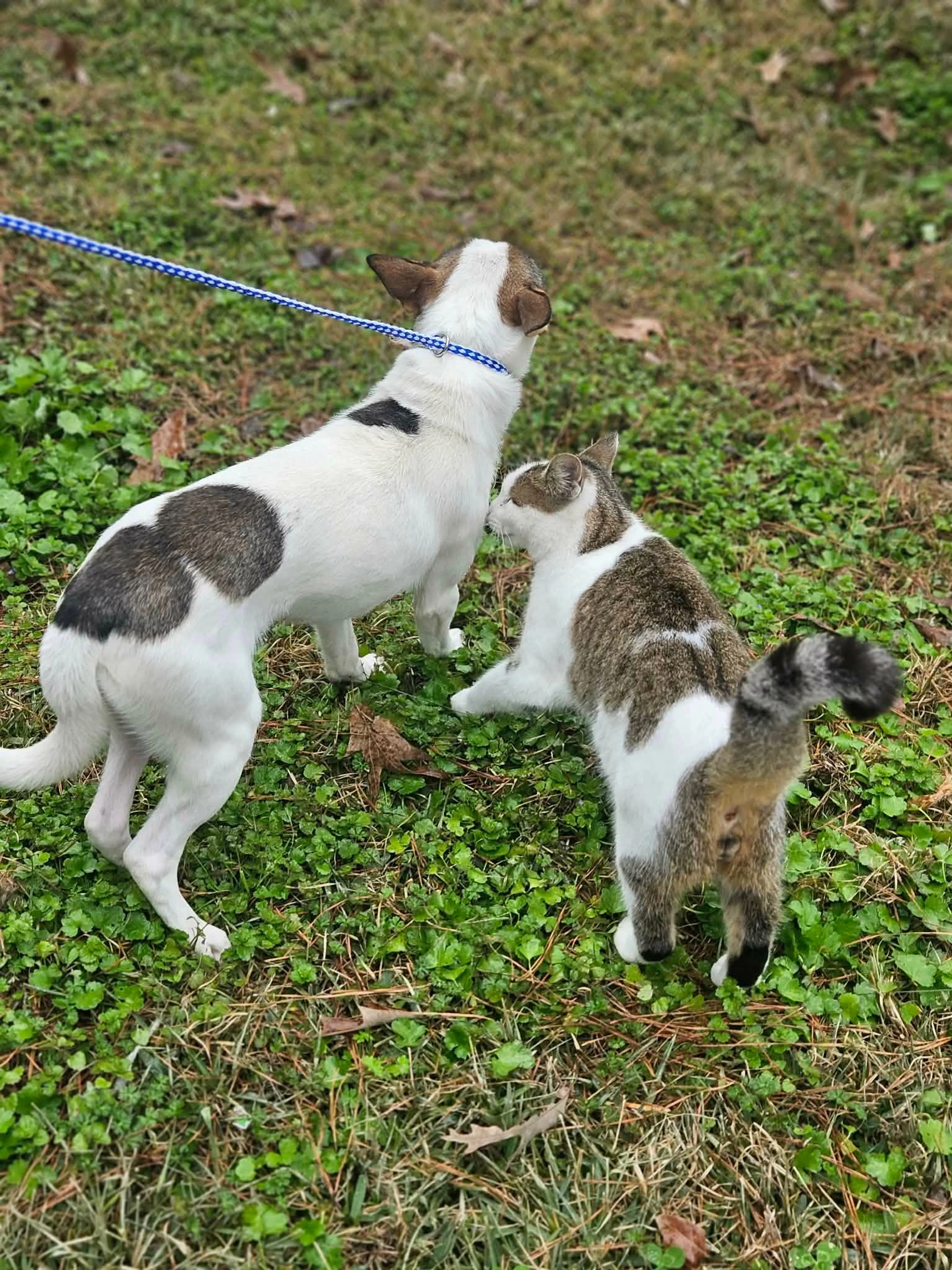 Found pet-3