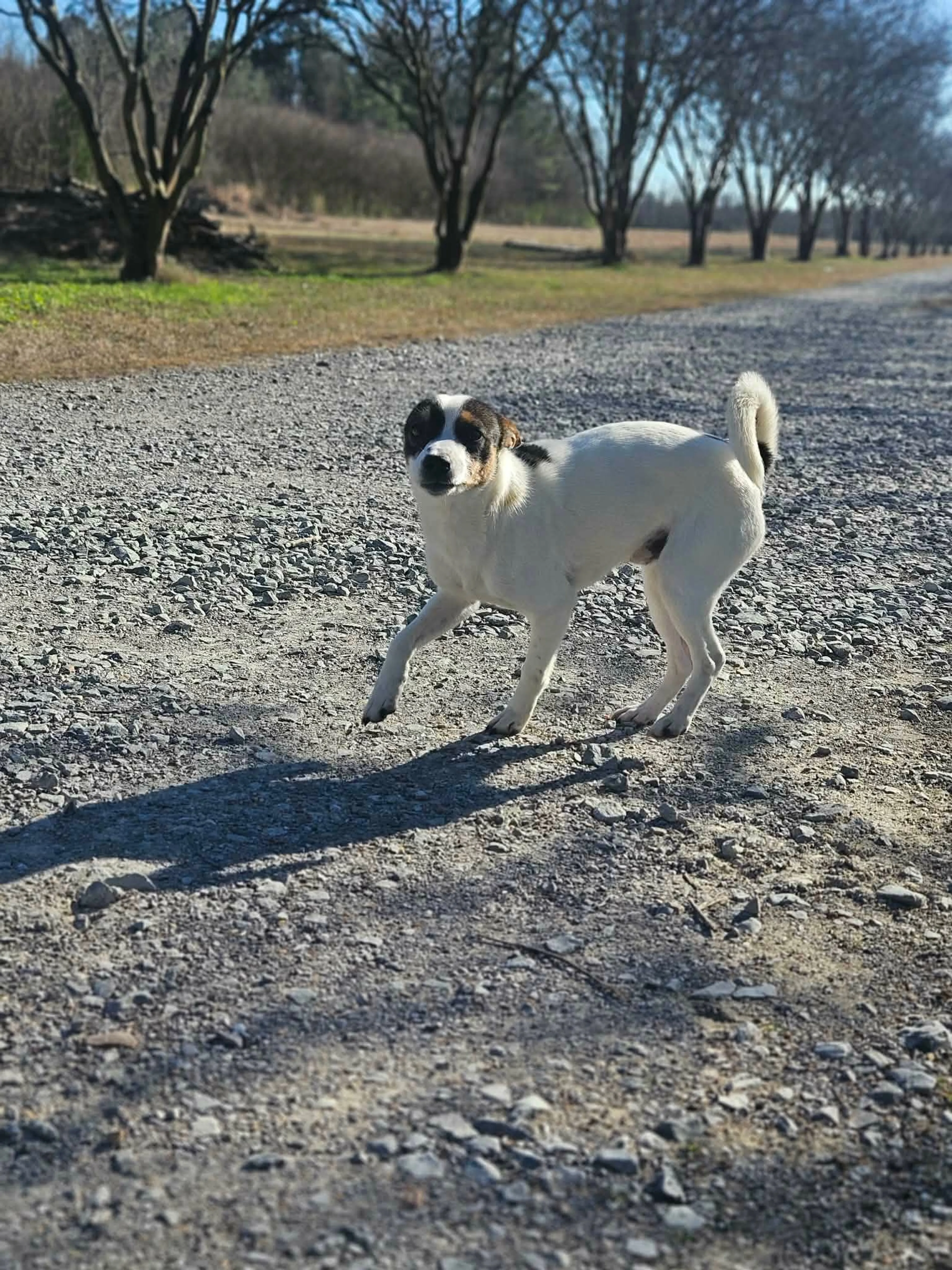 Found pet-4