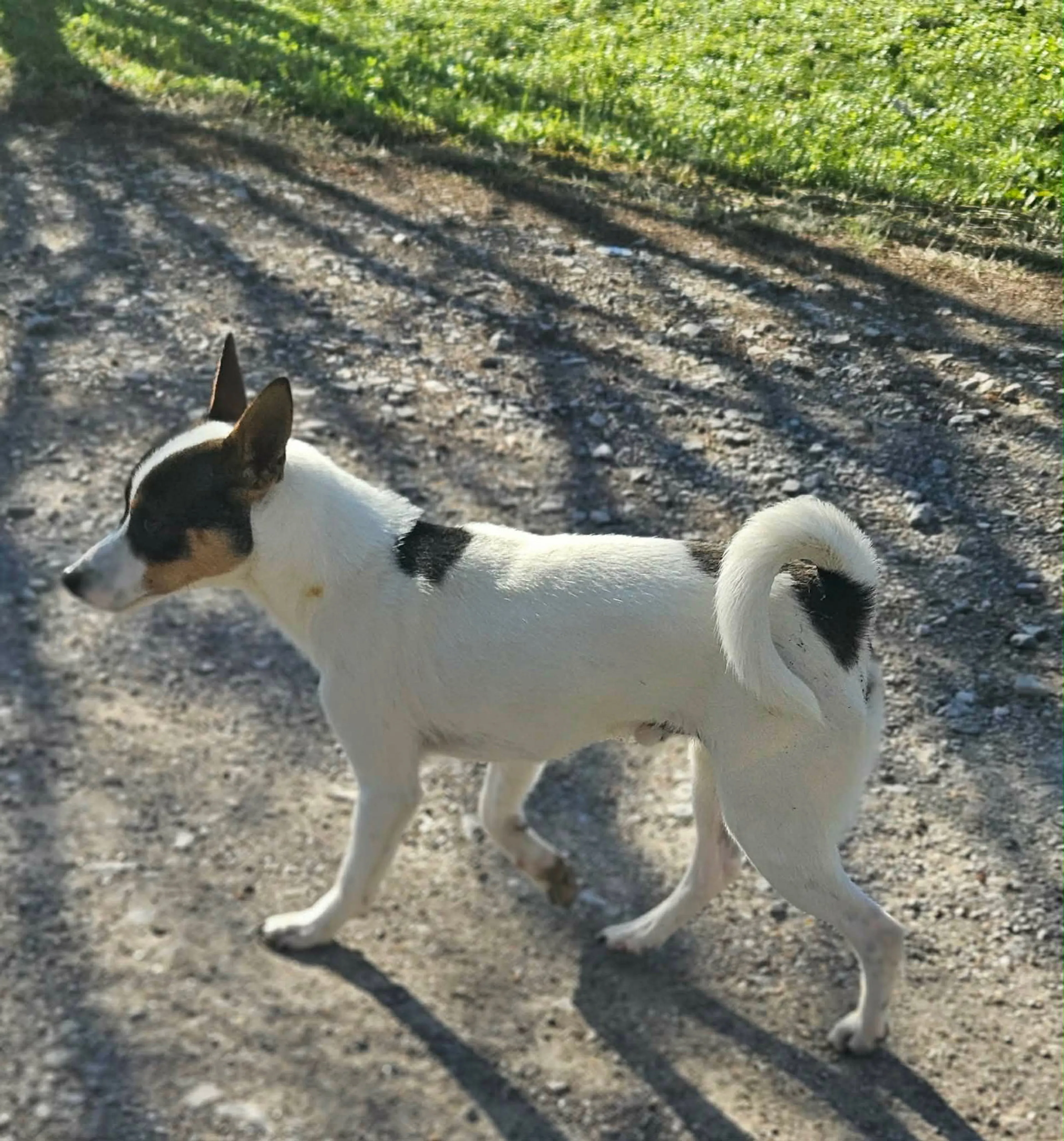 Found pet-2