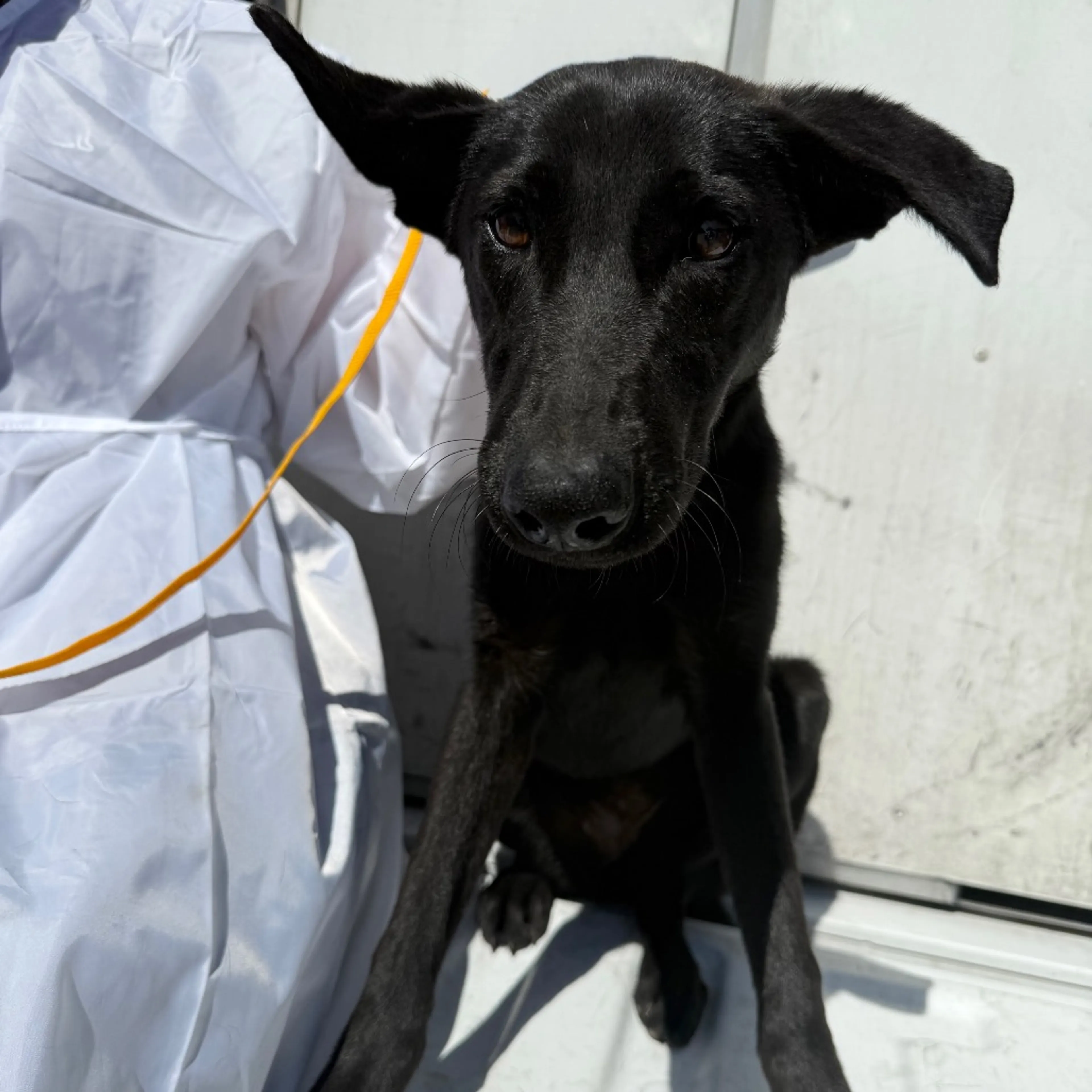 Found pet-2