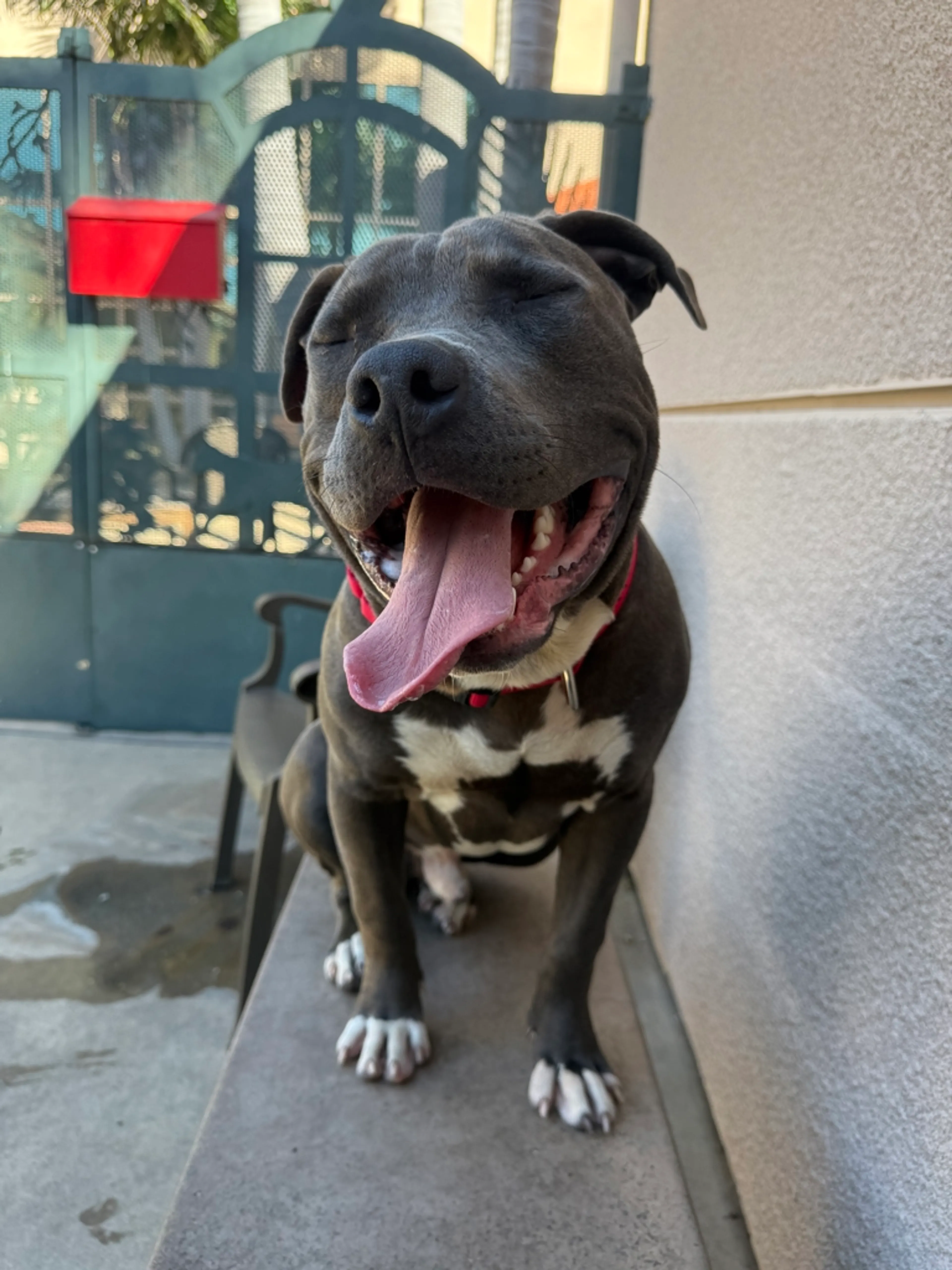 Found pet-1