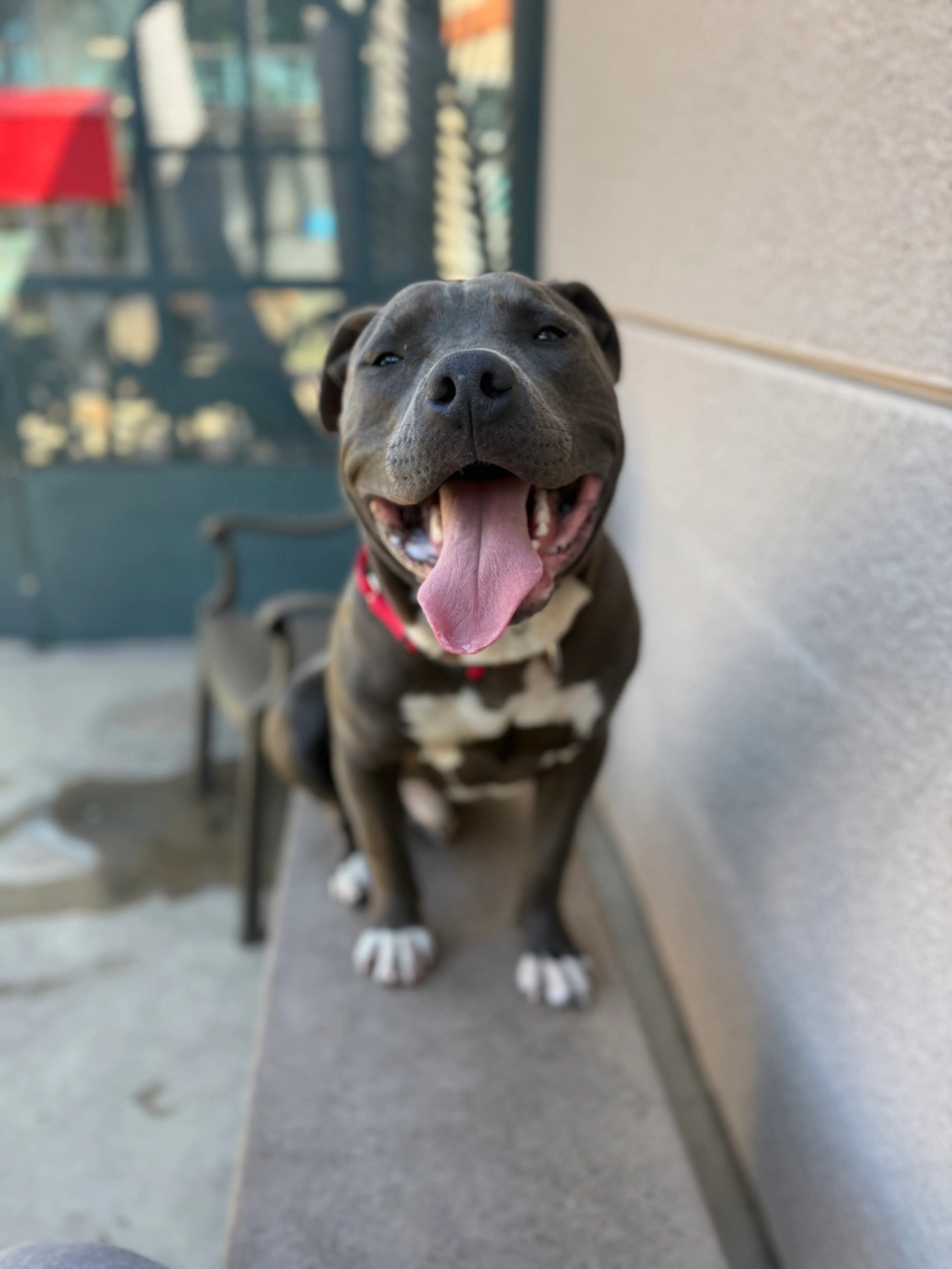 Found pet-2