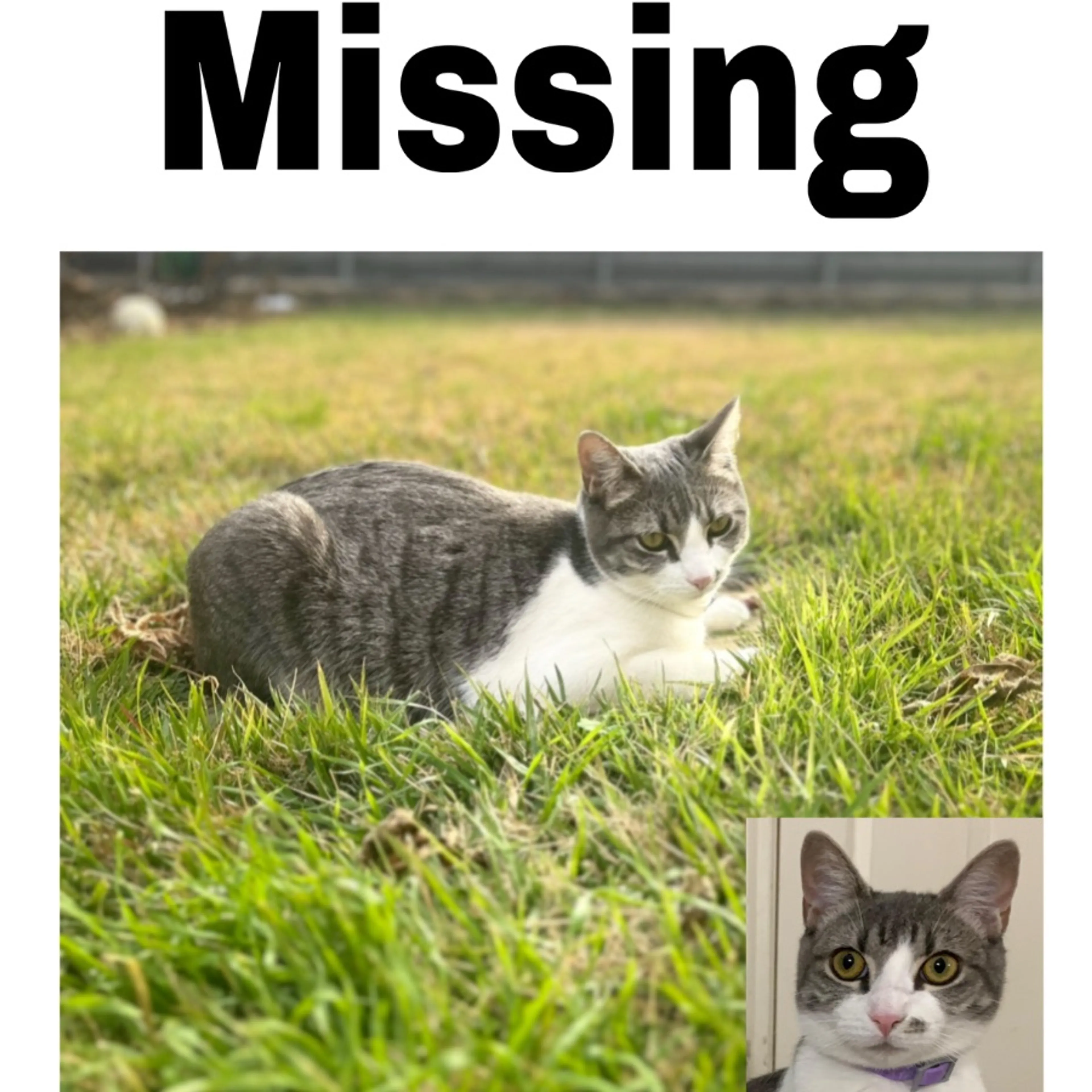 Lost pet
