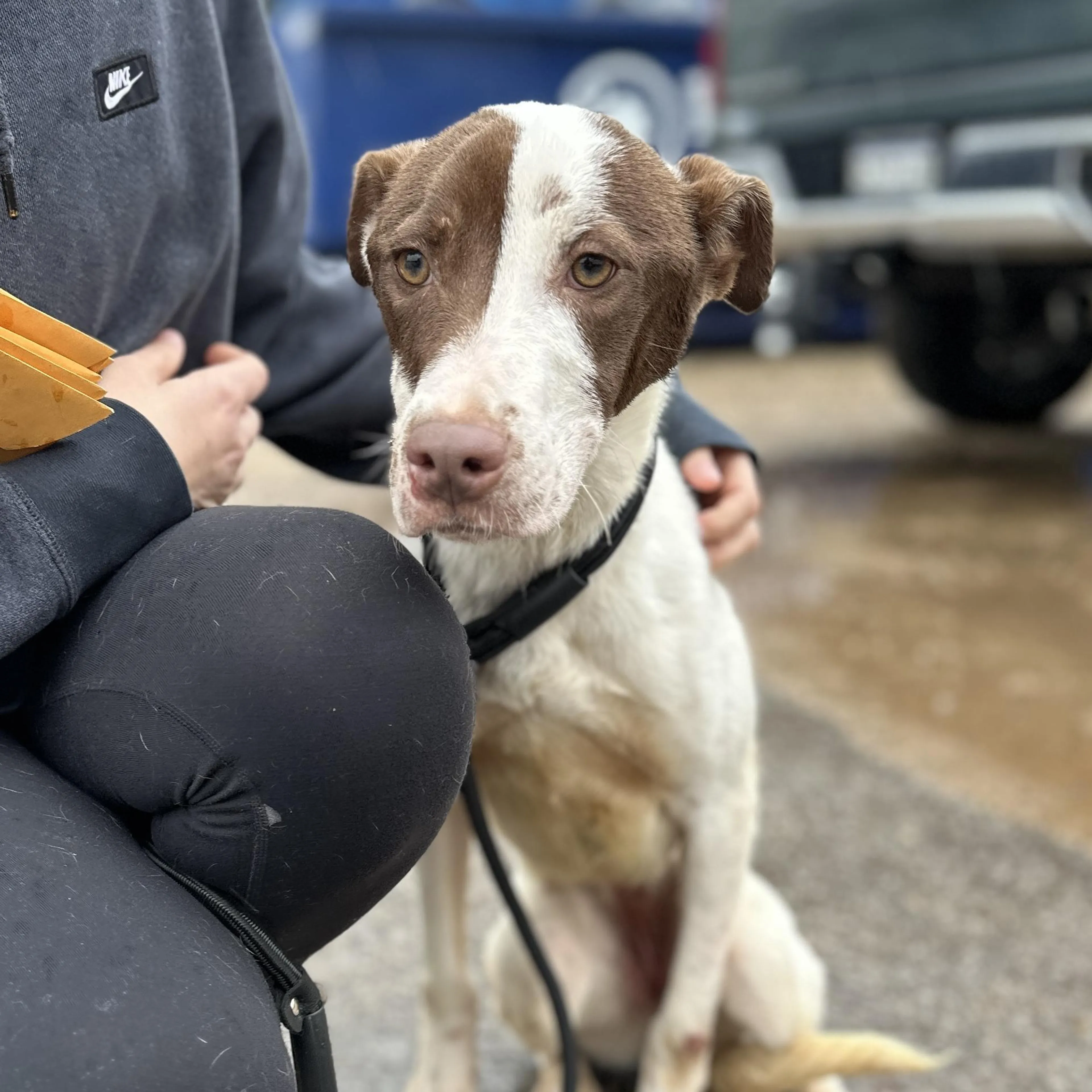 Found pet-2