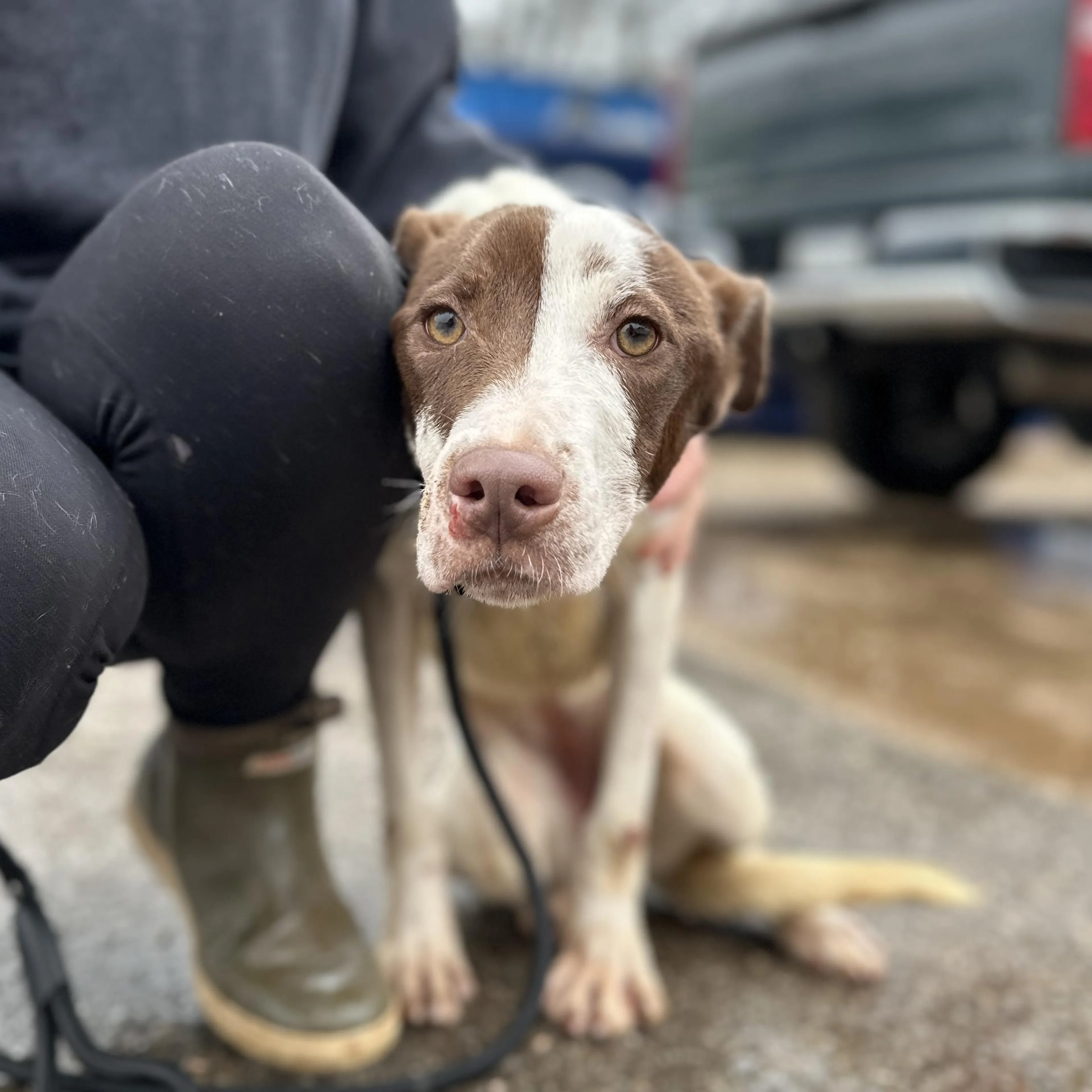 Found pet-4