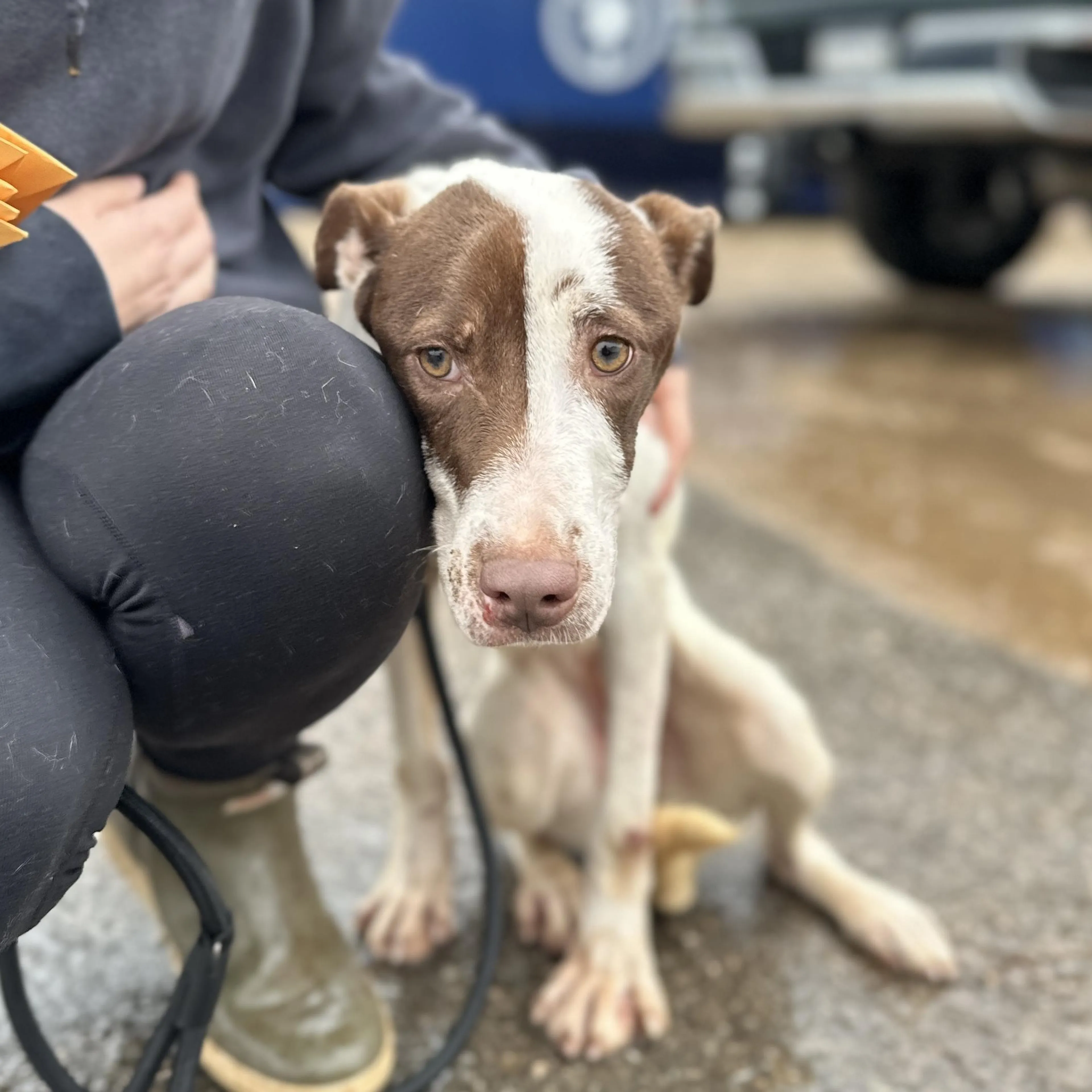 Found pet-3