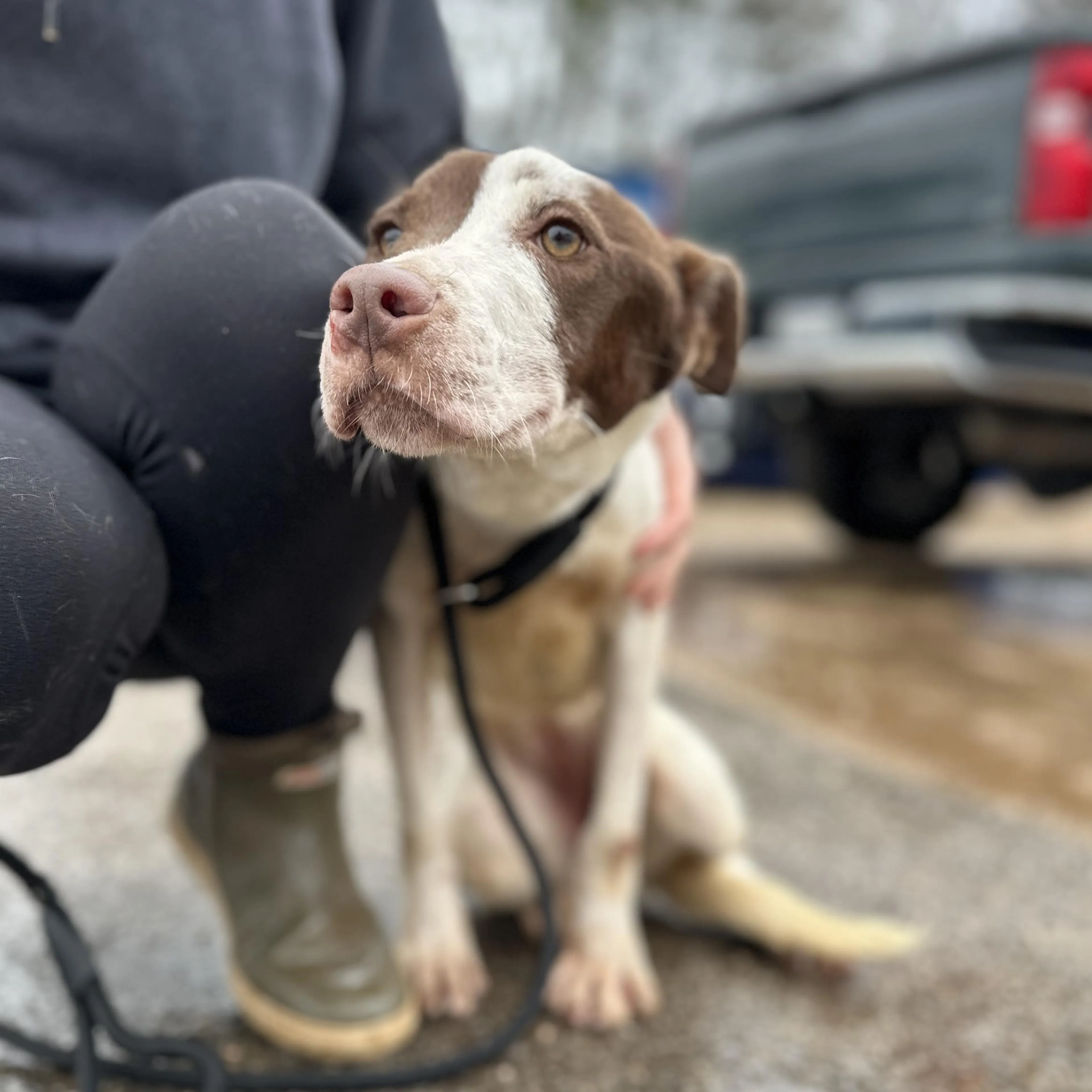 Found pet-1