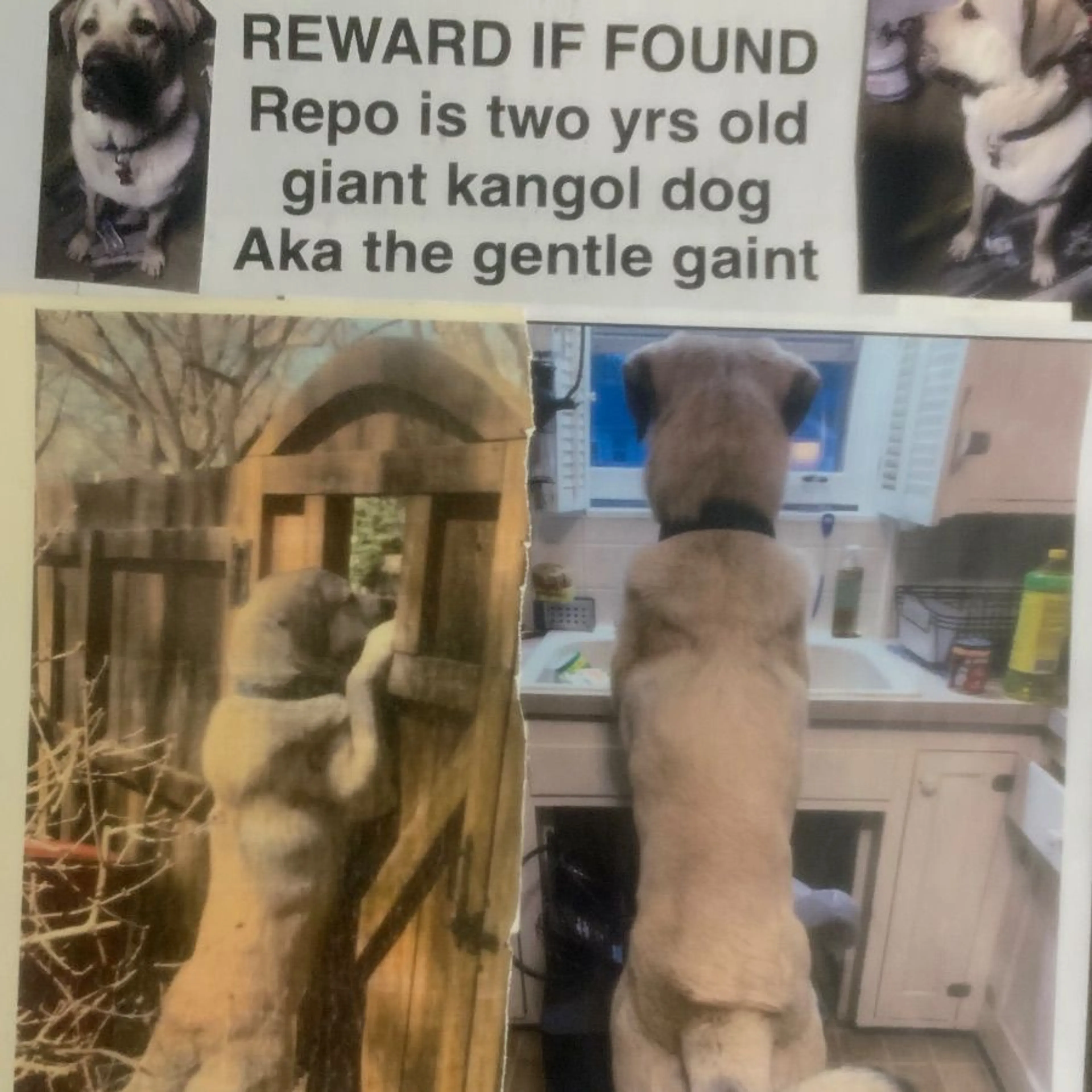 Lost pet