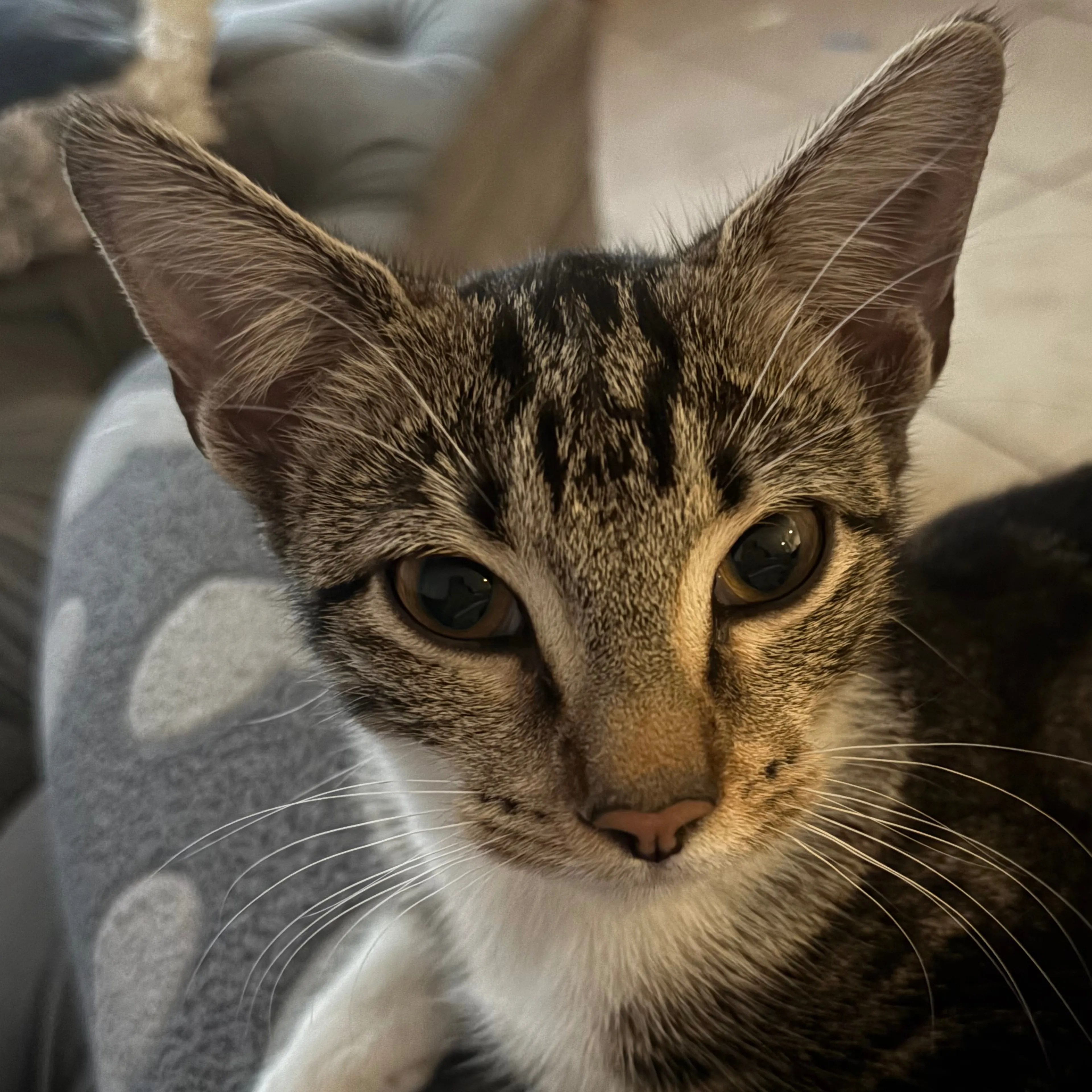 Lost pet-1
