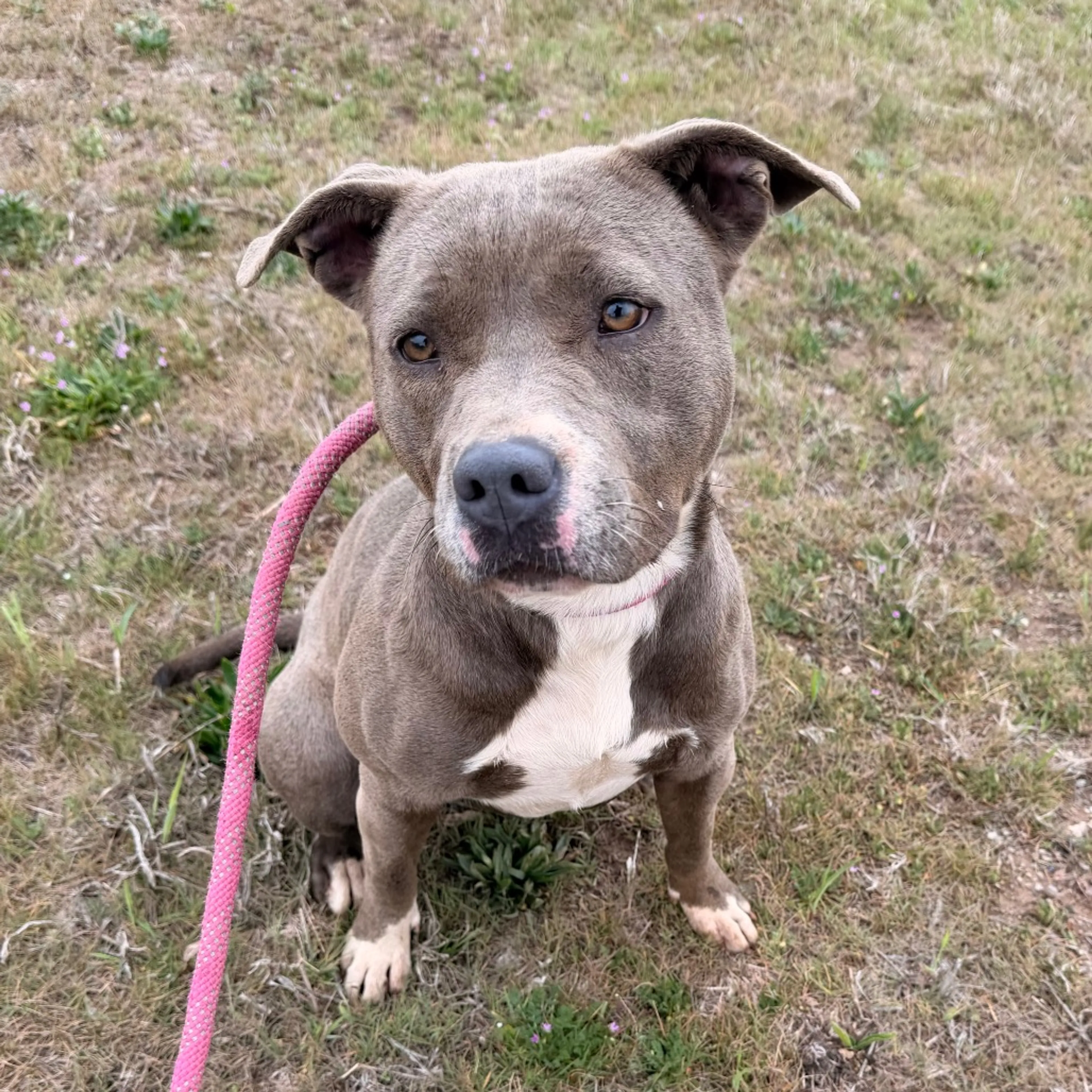 Found pet-4