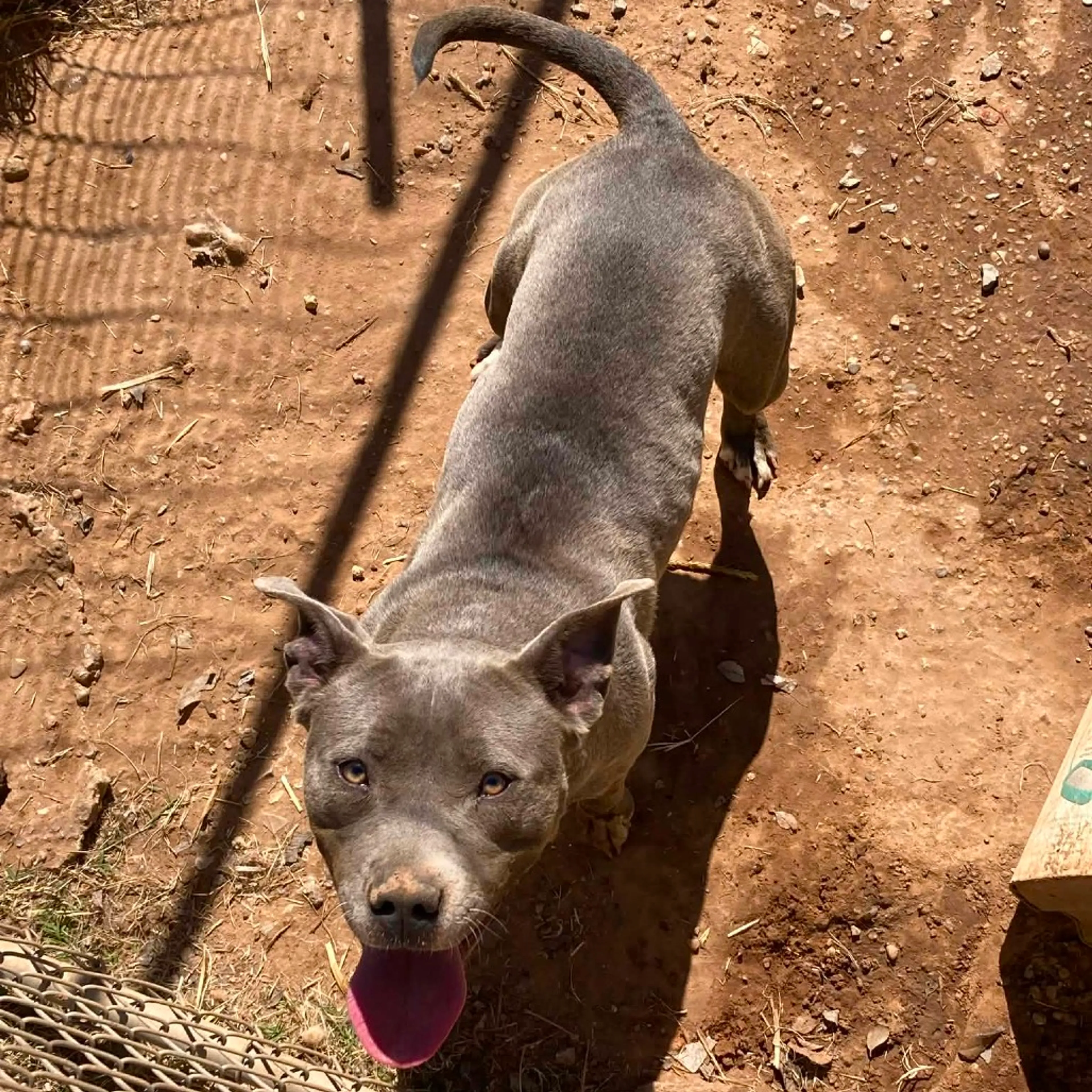 Found pet-1