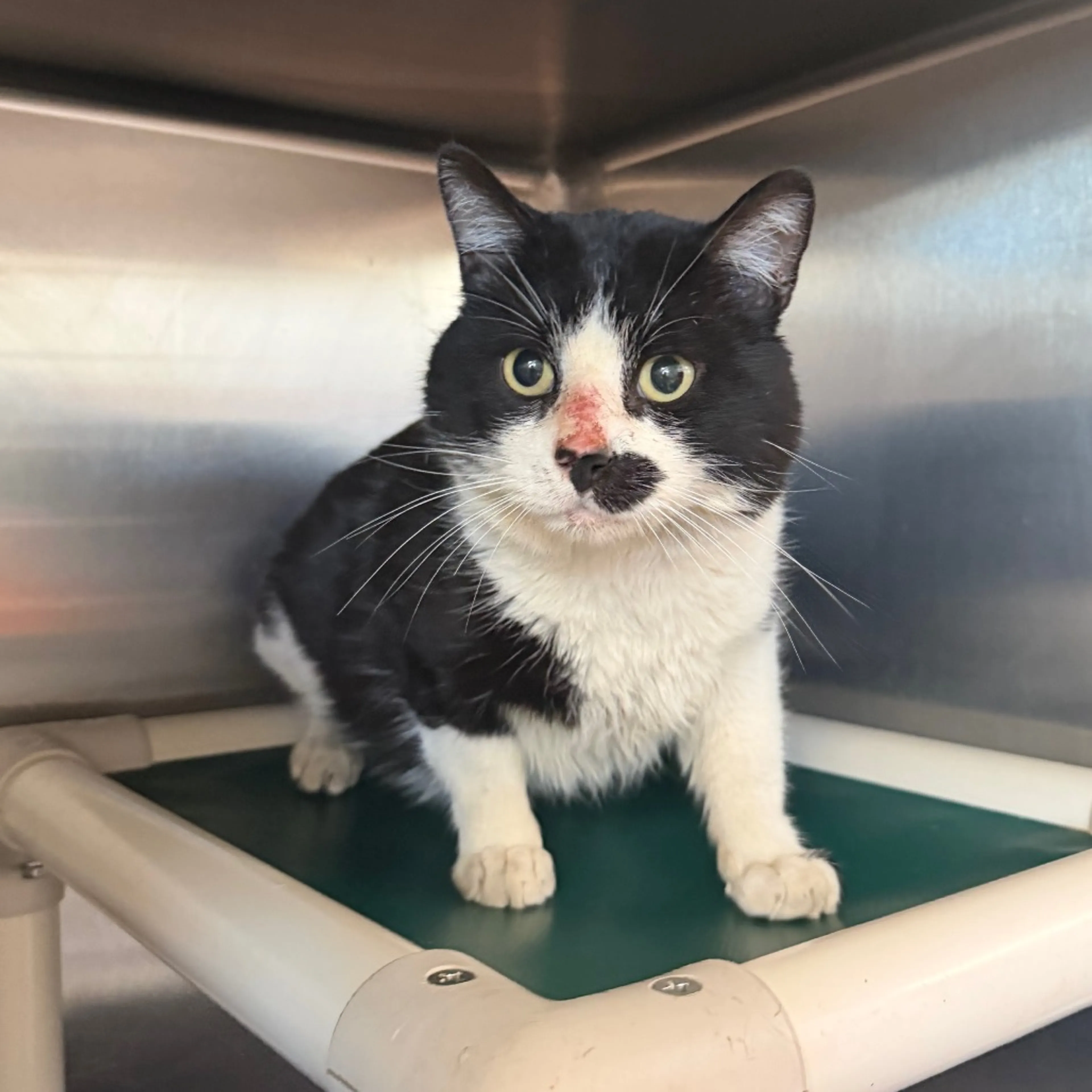 Found pet-1