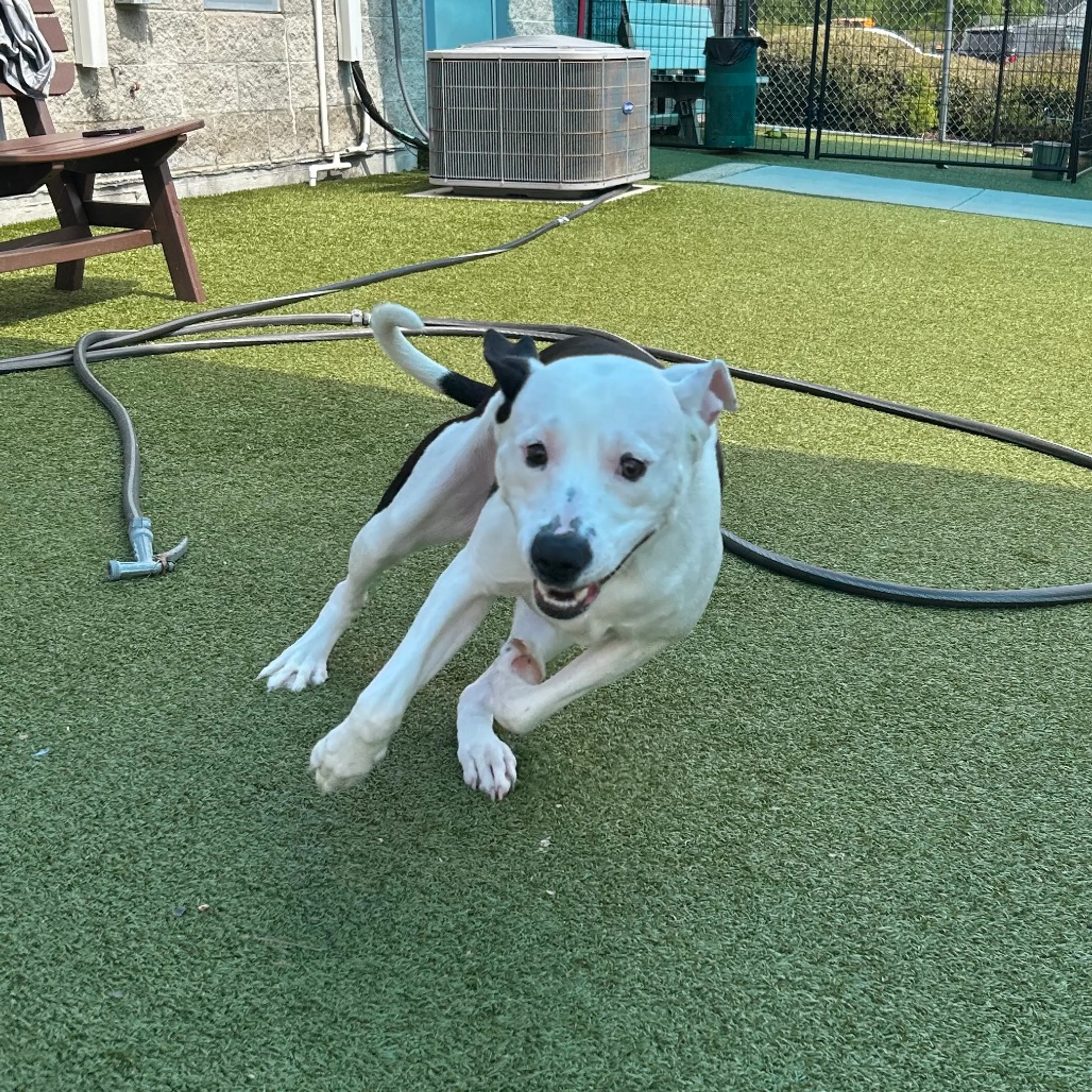 Found pet-5