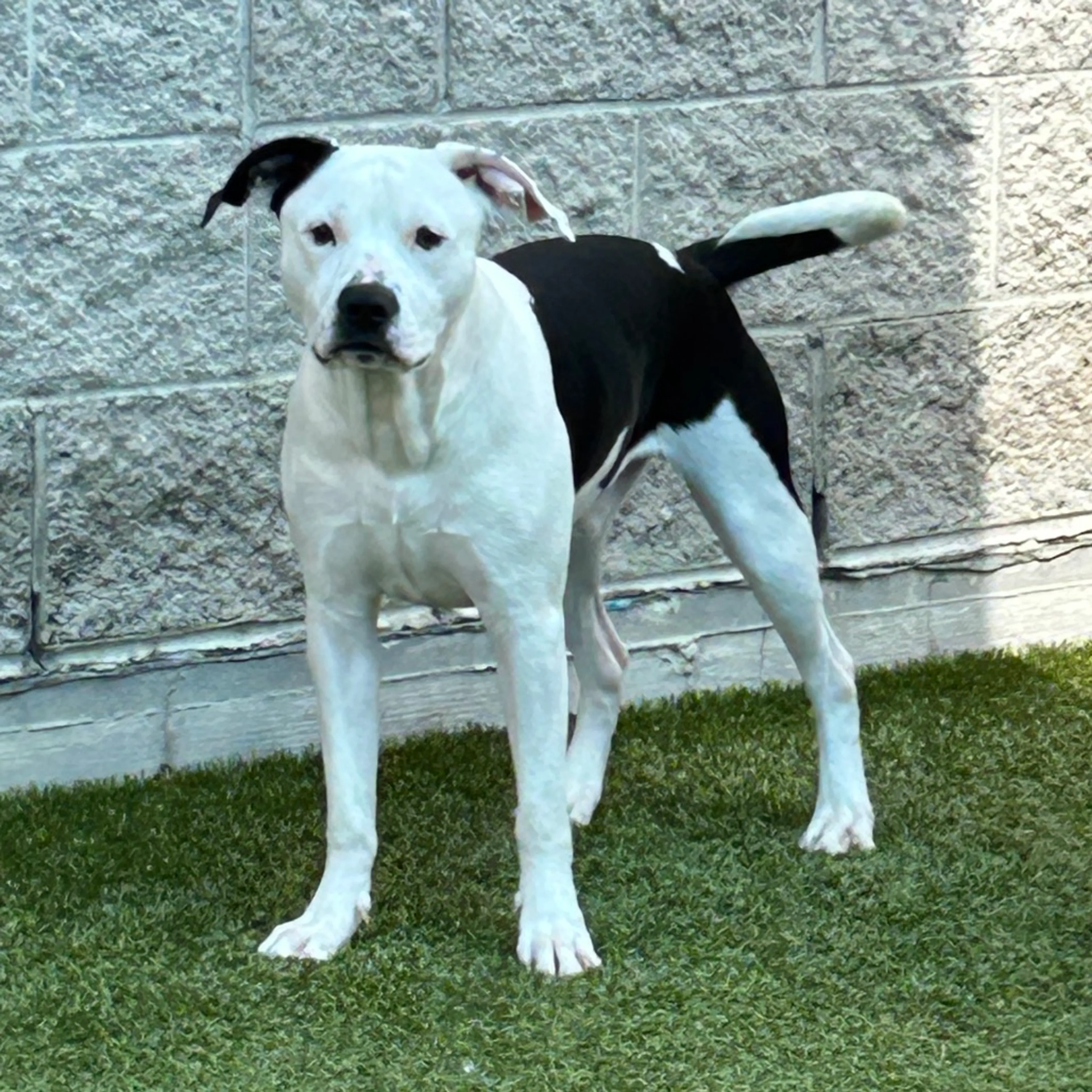 Found pet-4