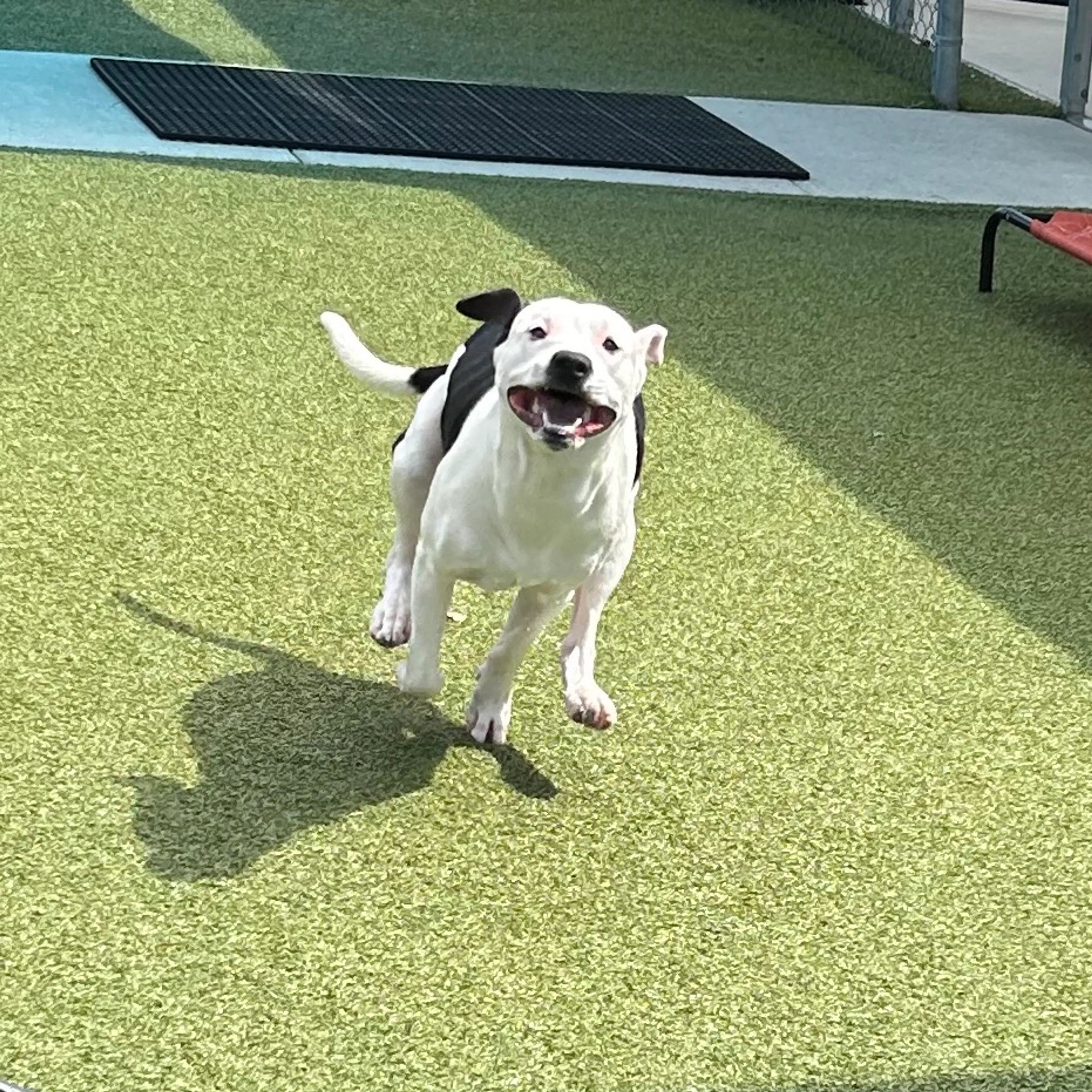Found pet-7