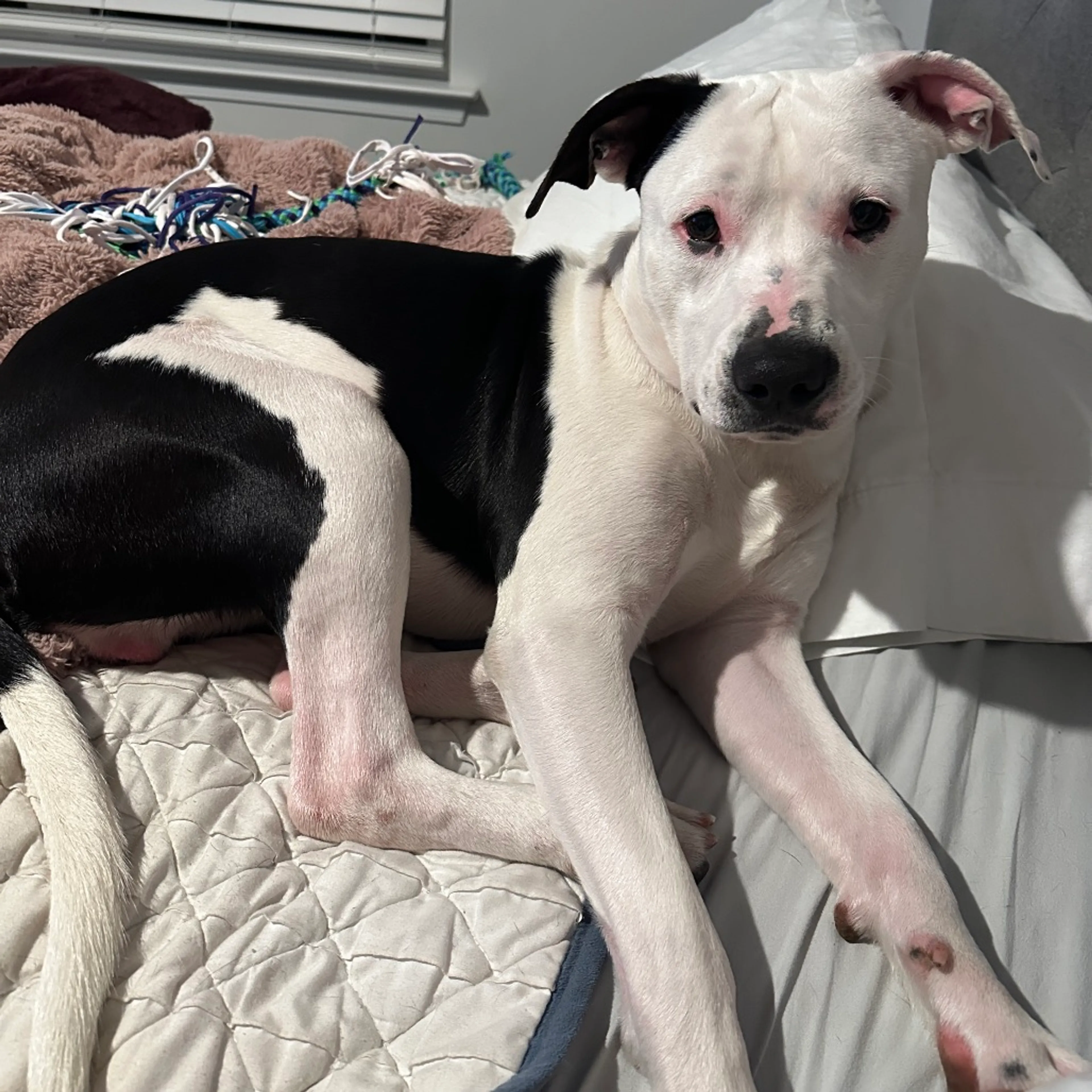 Found pet-12