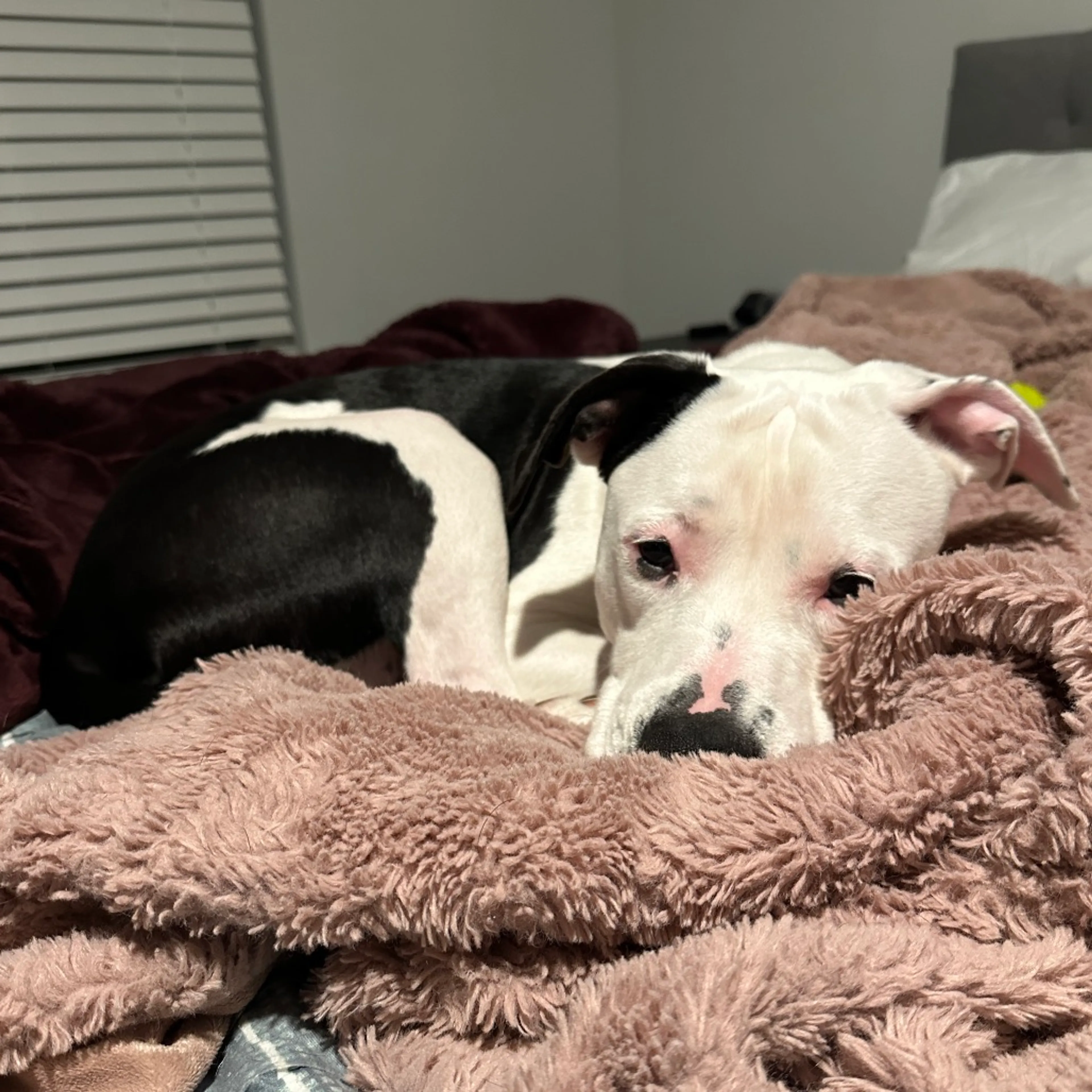 Found pet-11