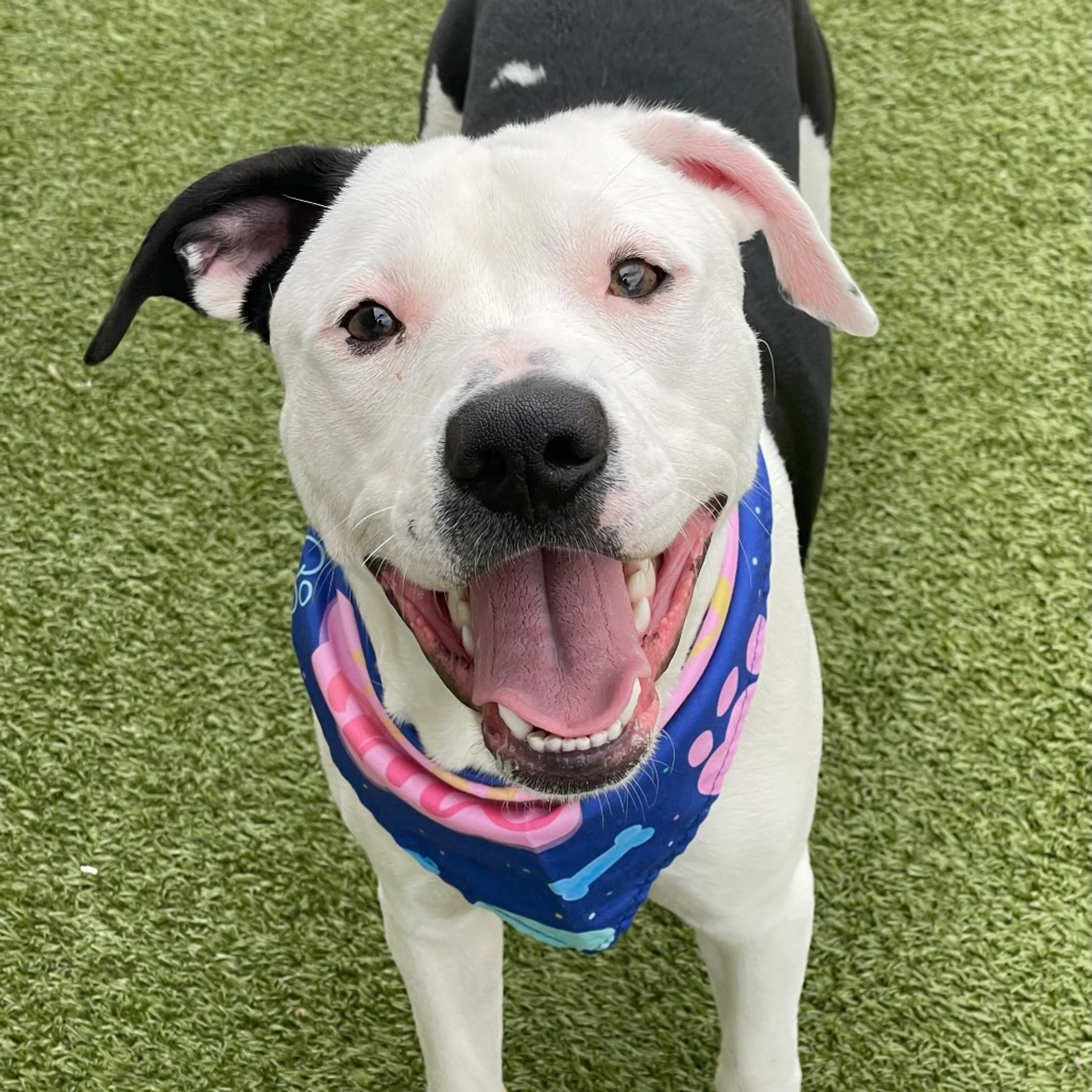 Found pet-3