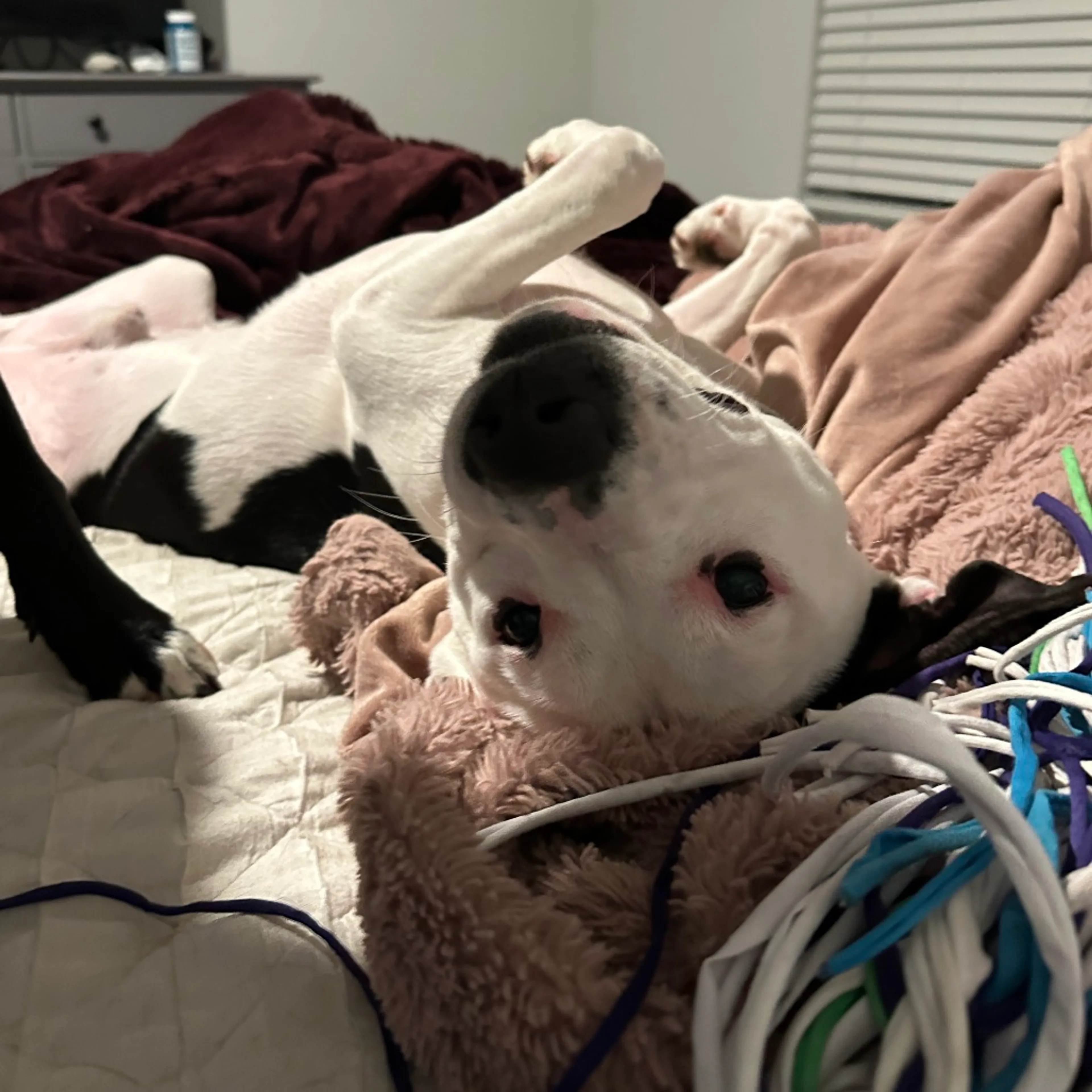 Found pet-10