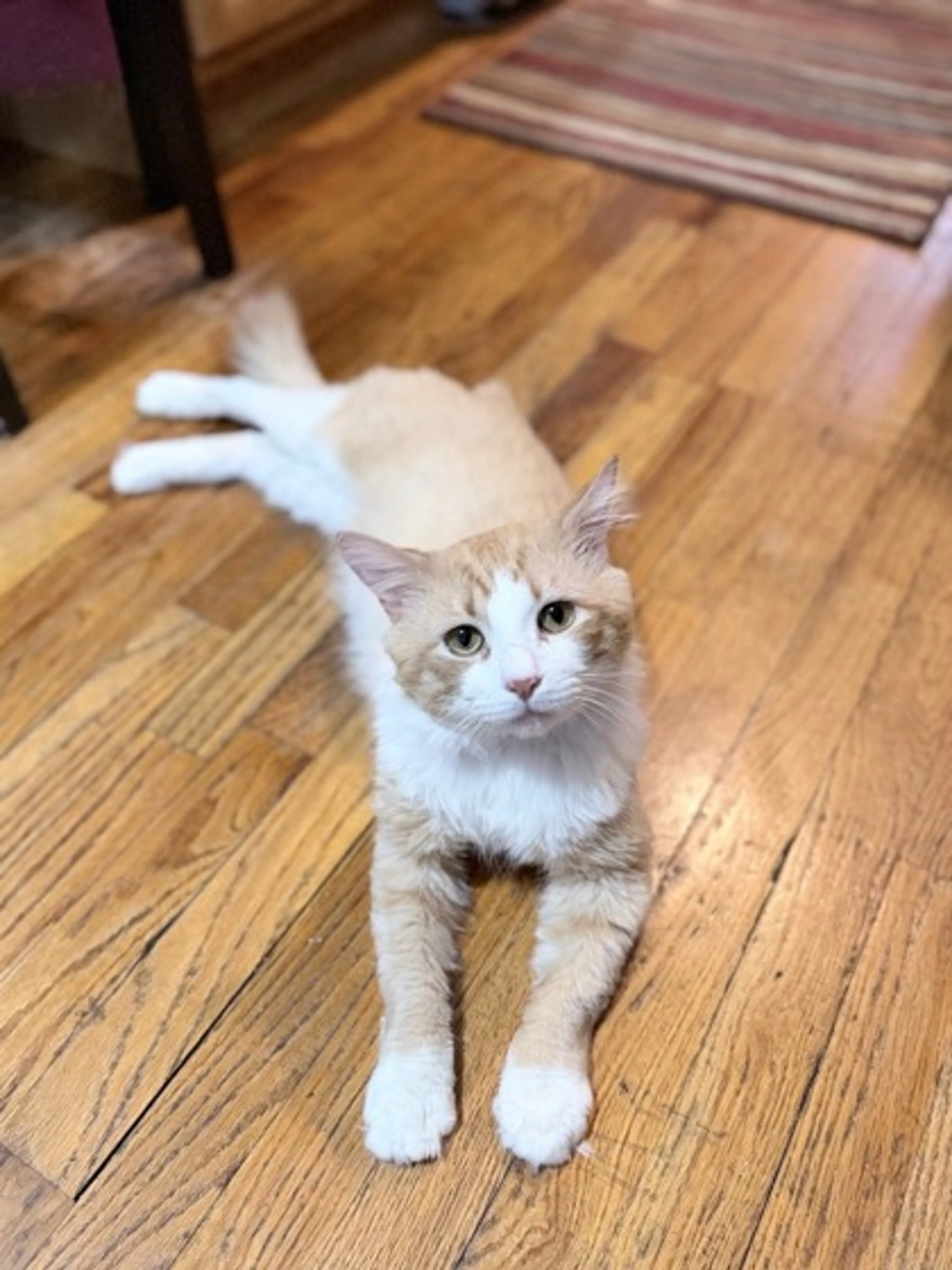 Found pet-1