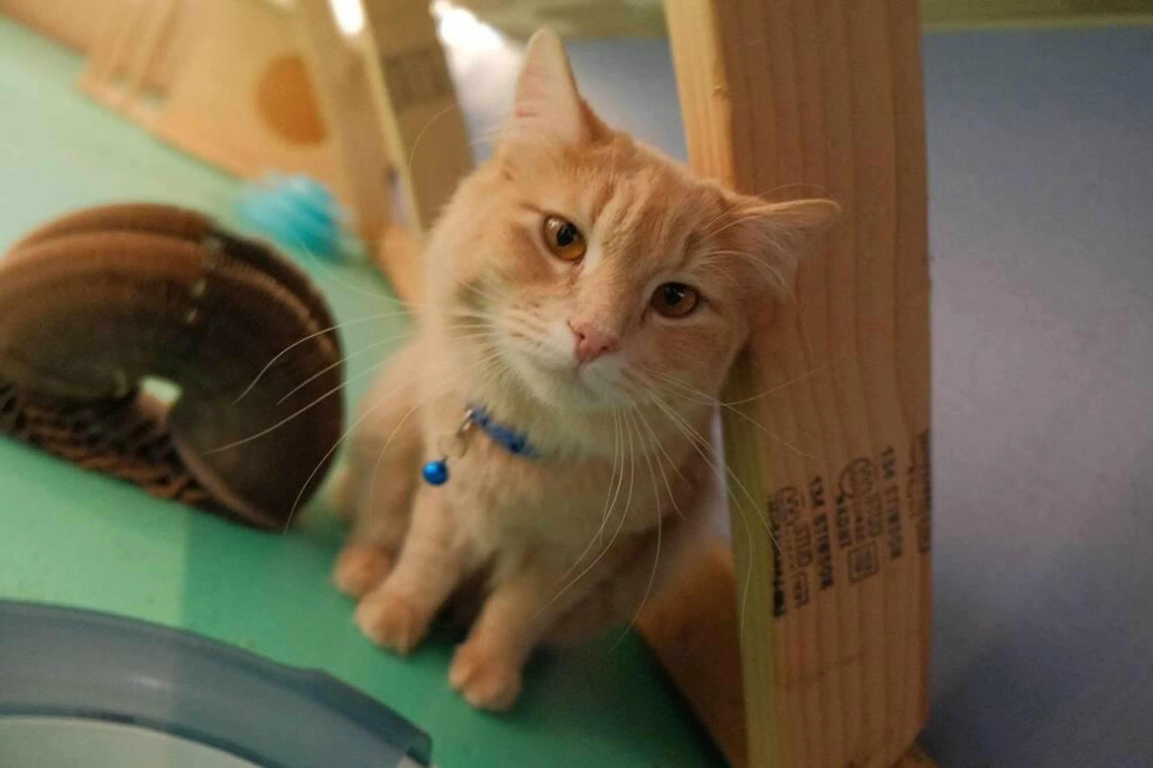 Found pet-1