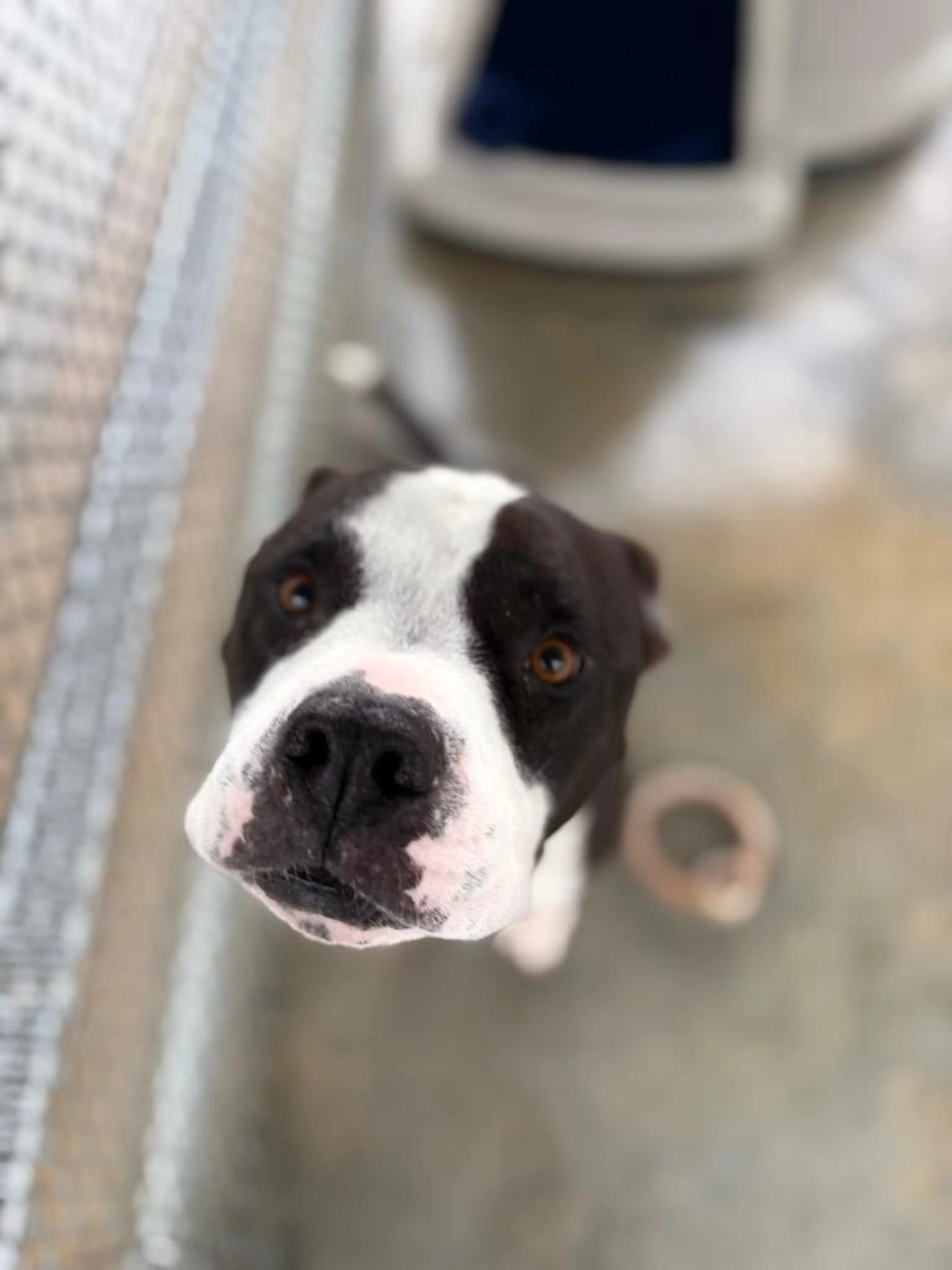 Found pet-0