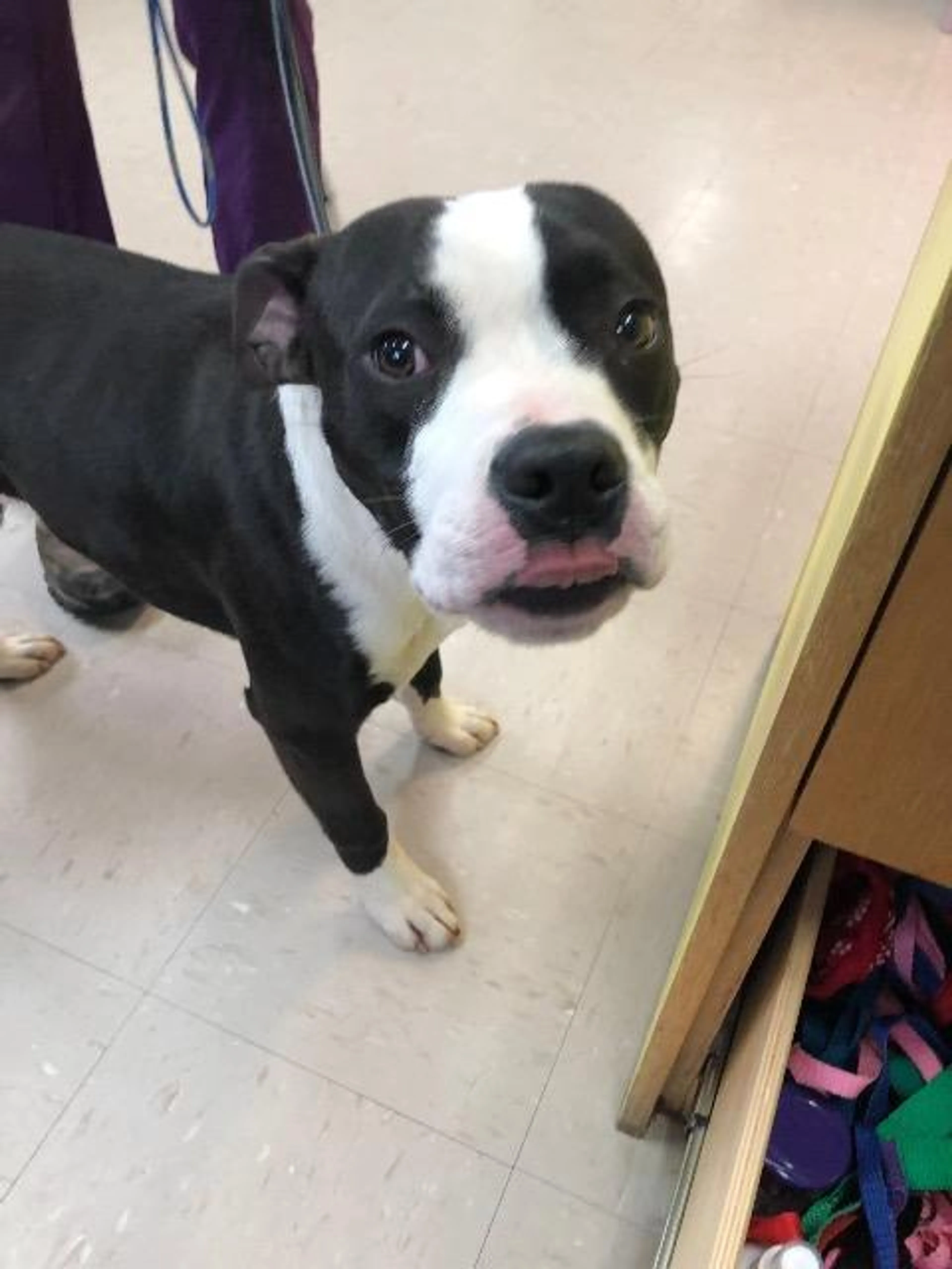 Found pet-2