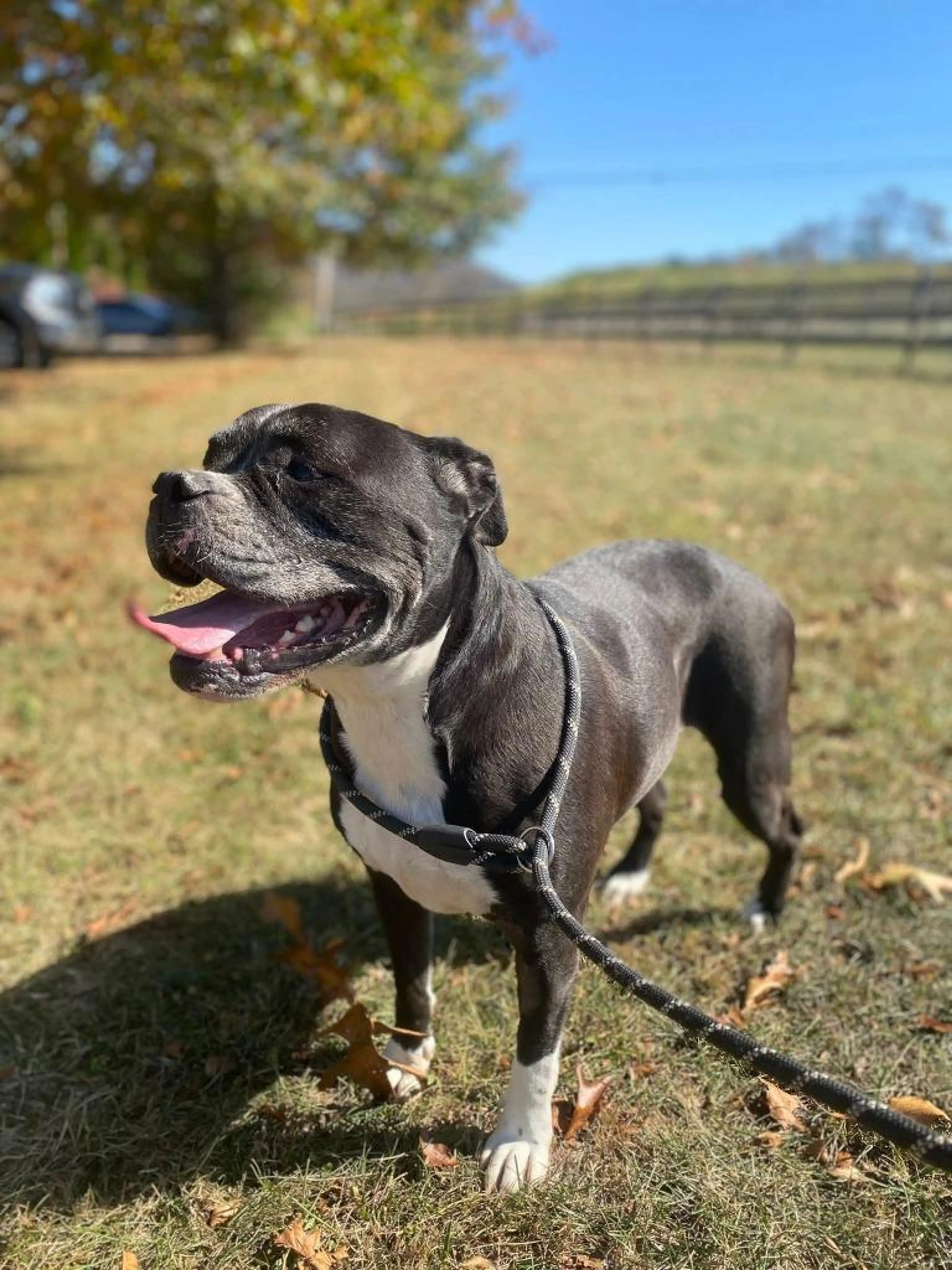 Found pet-1