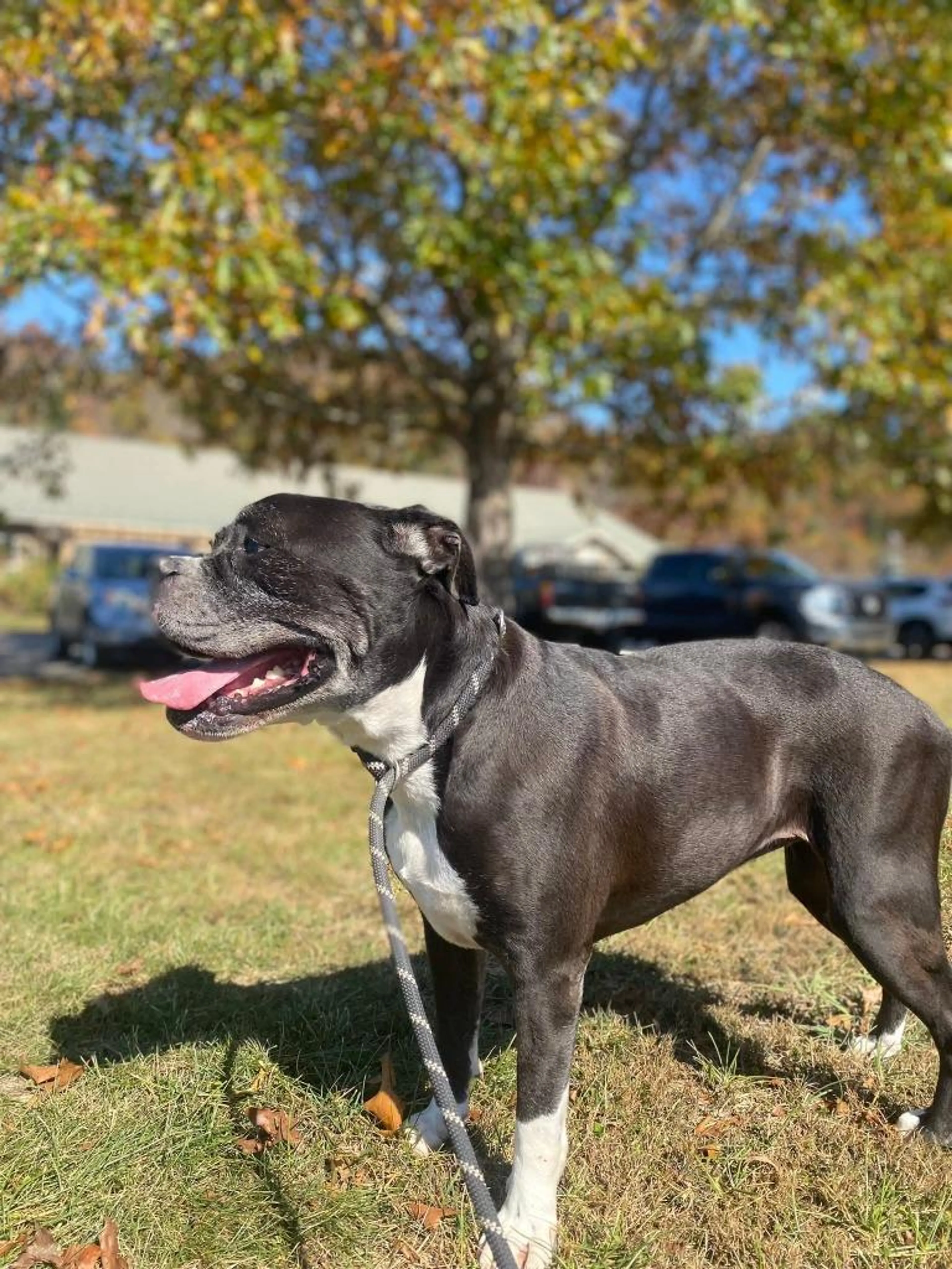 Found pet-3