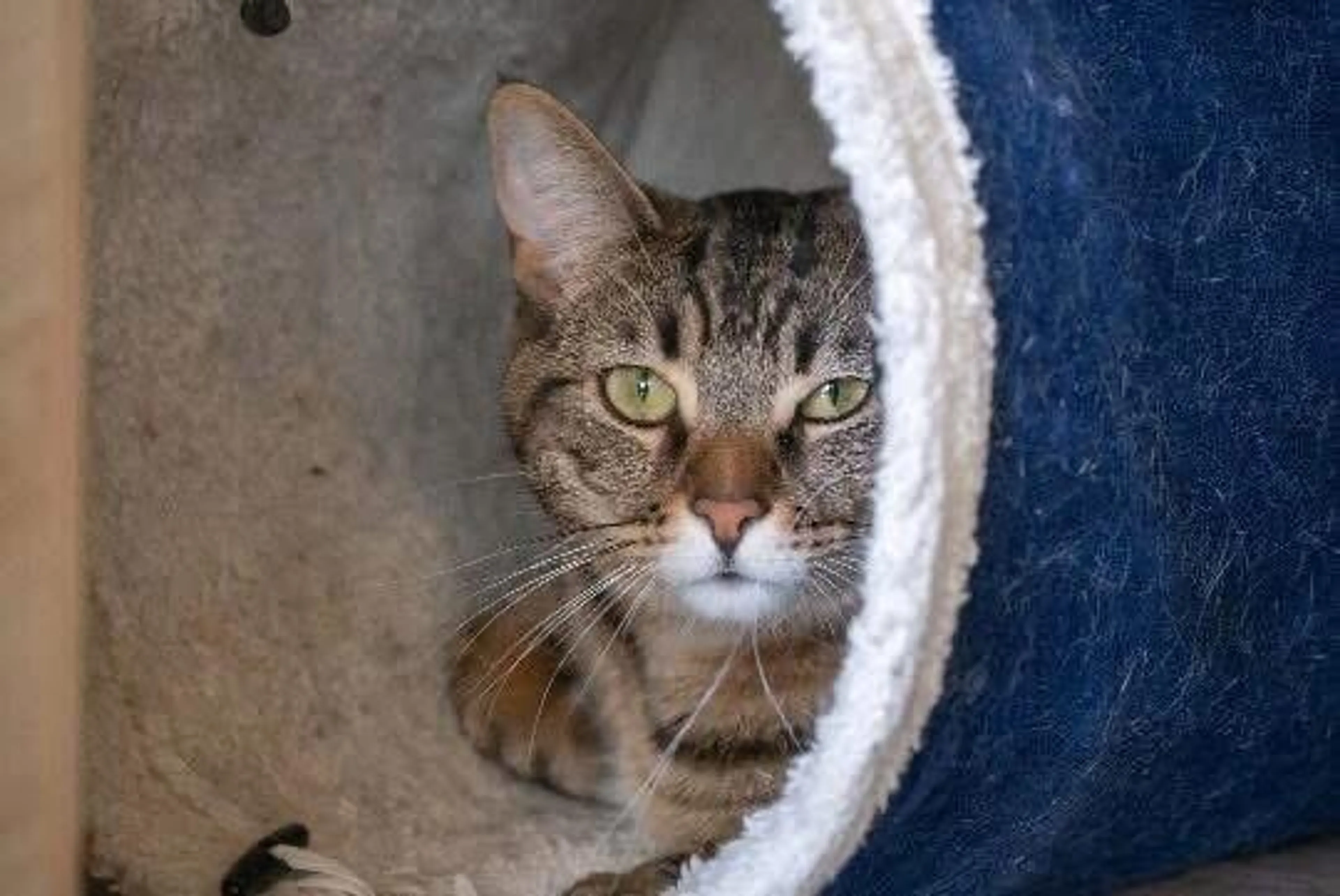 Found pet-4