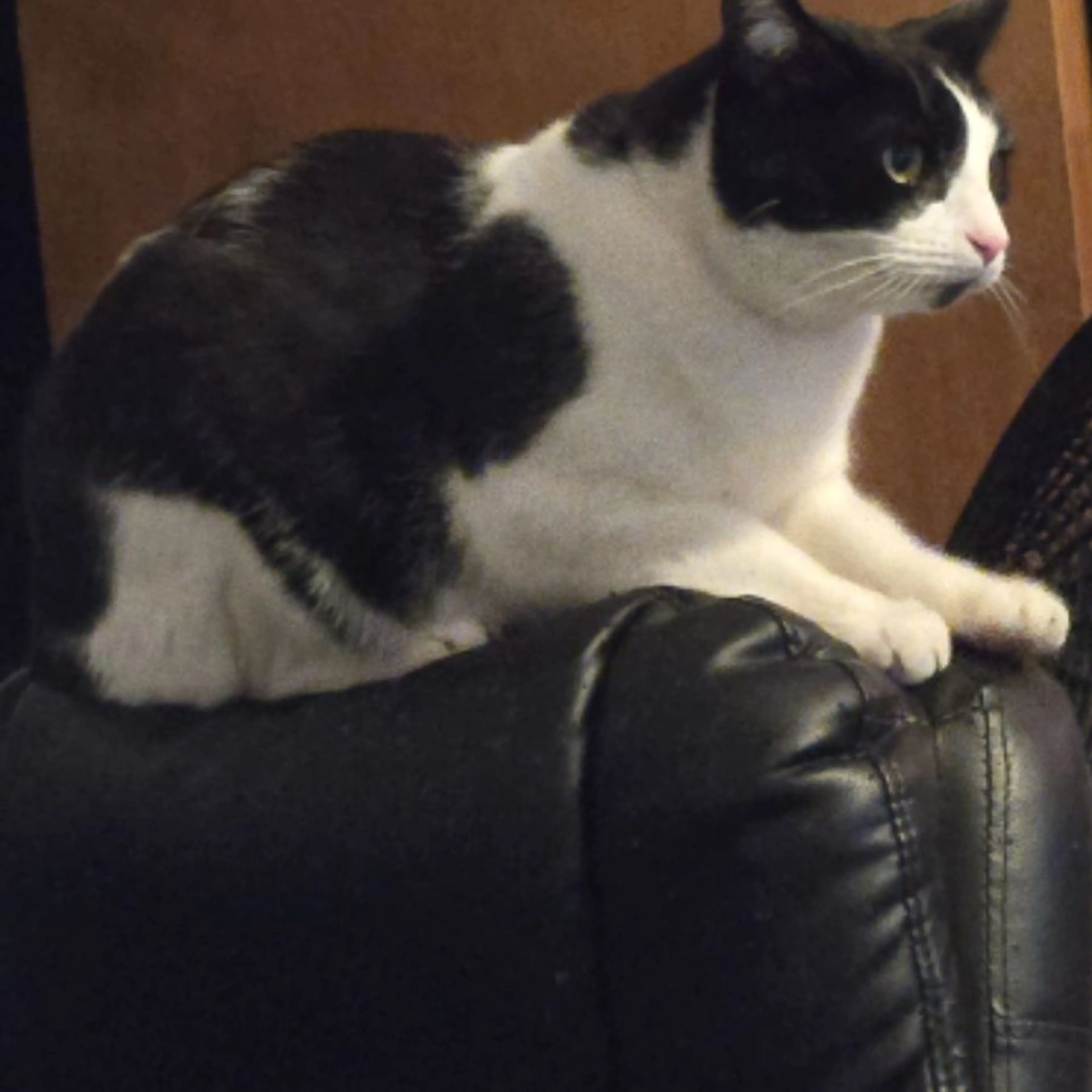 Lost pet-0