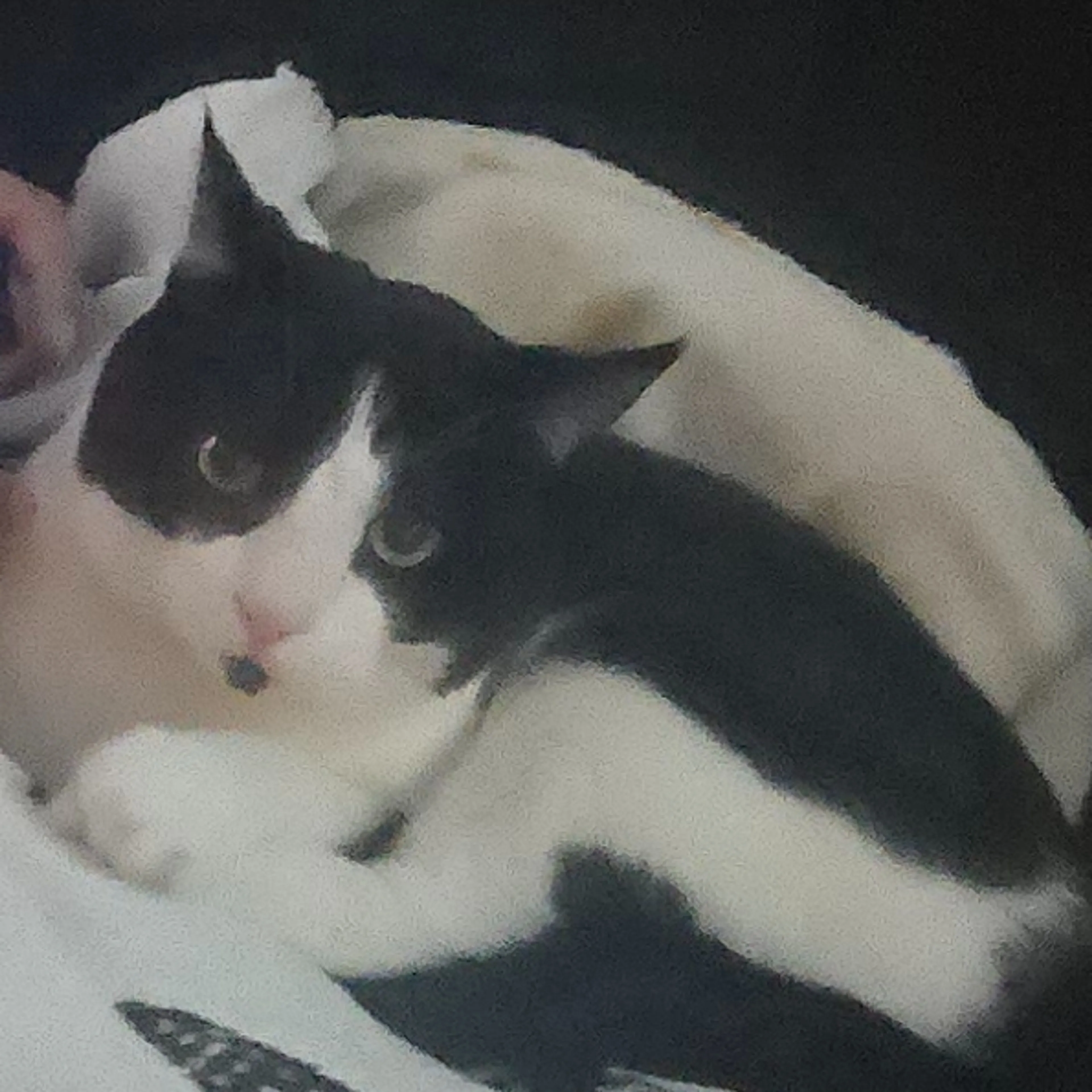 Lost pet-1