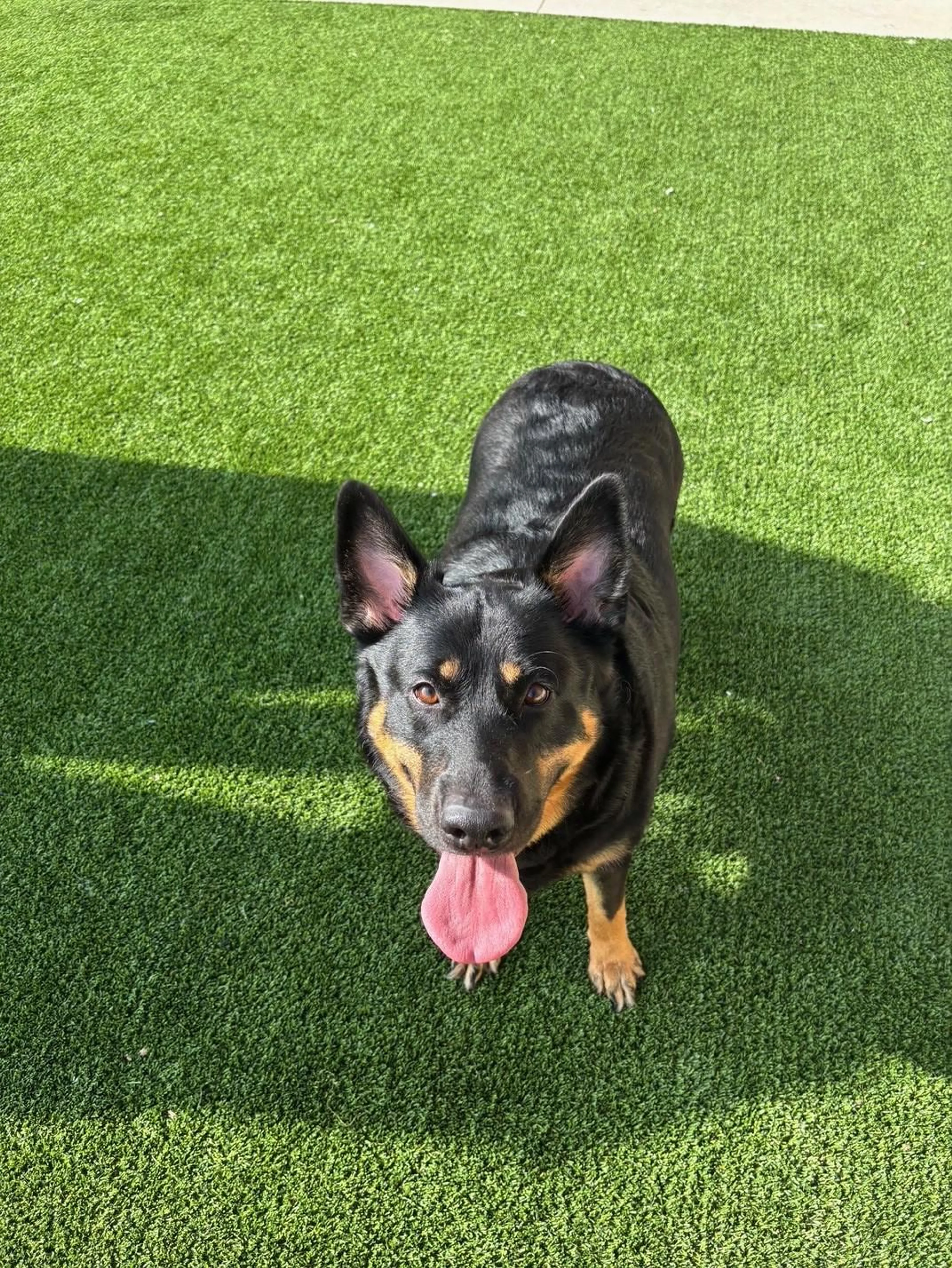 Found pet-1