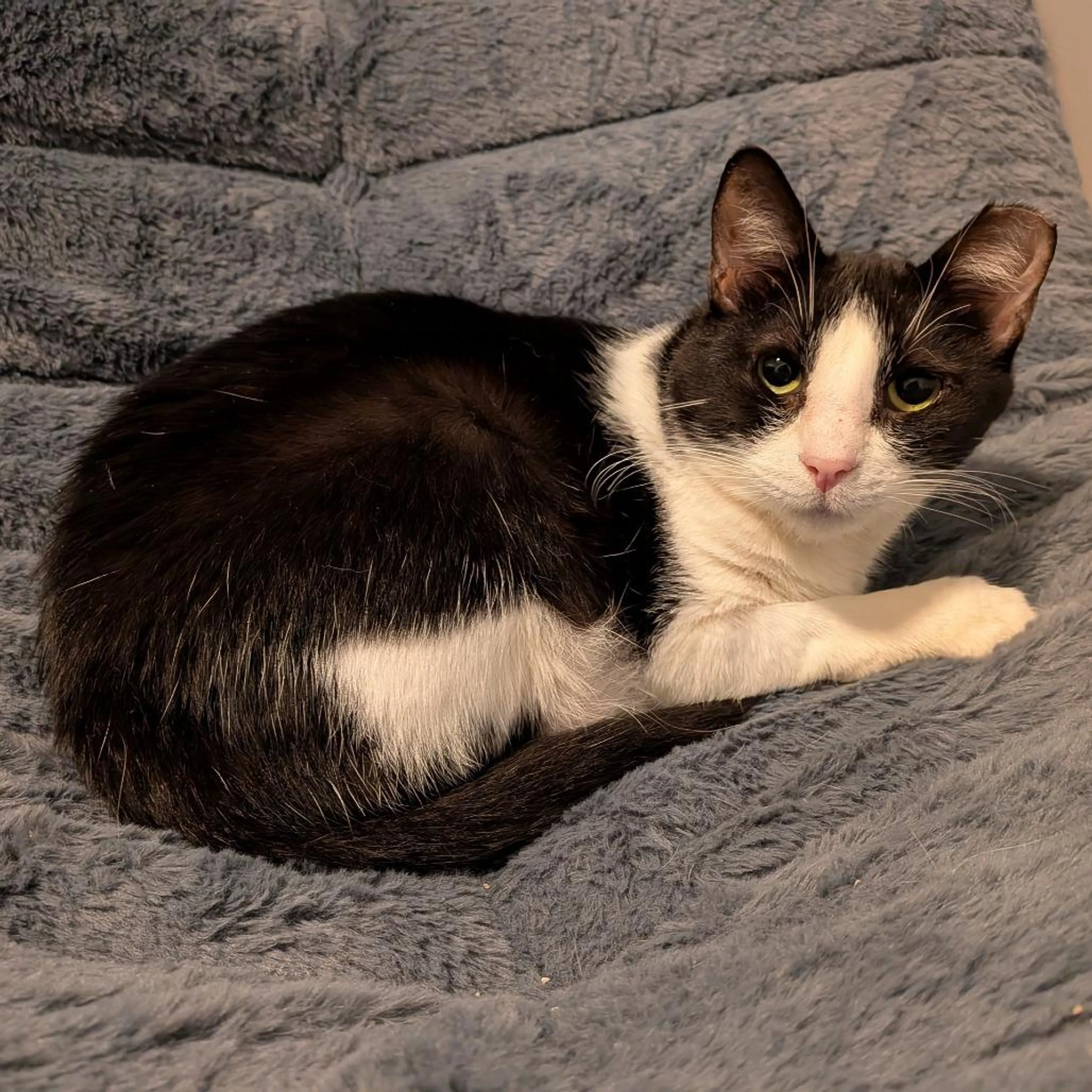 Found pet-3