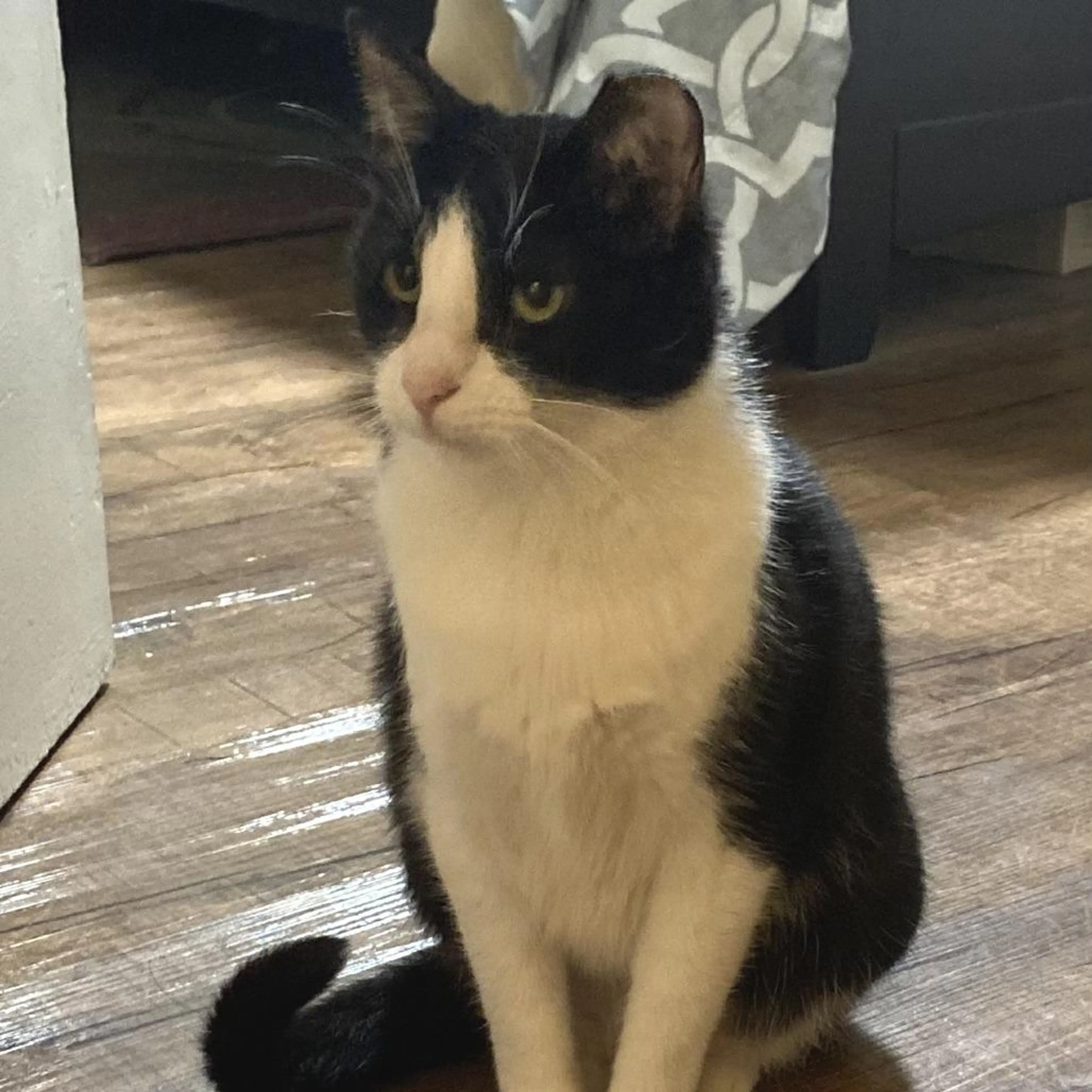 Found pet-4