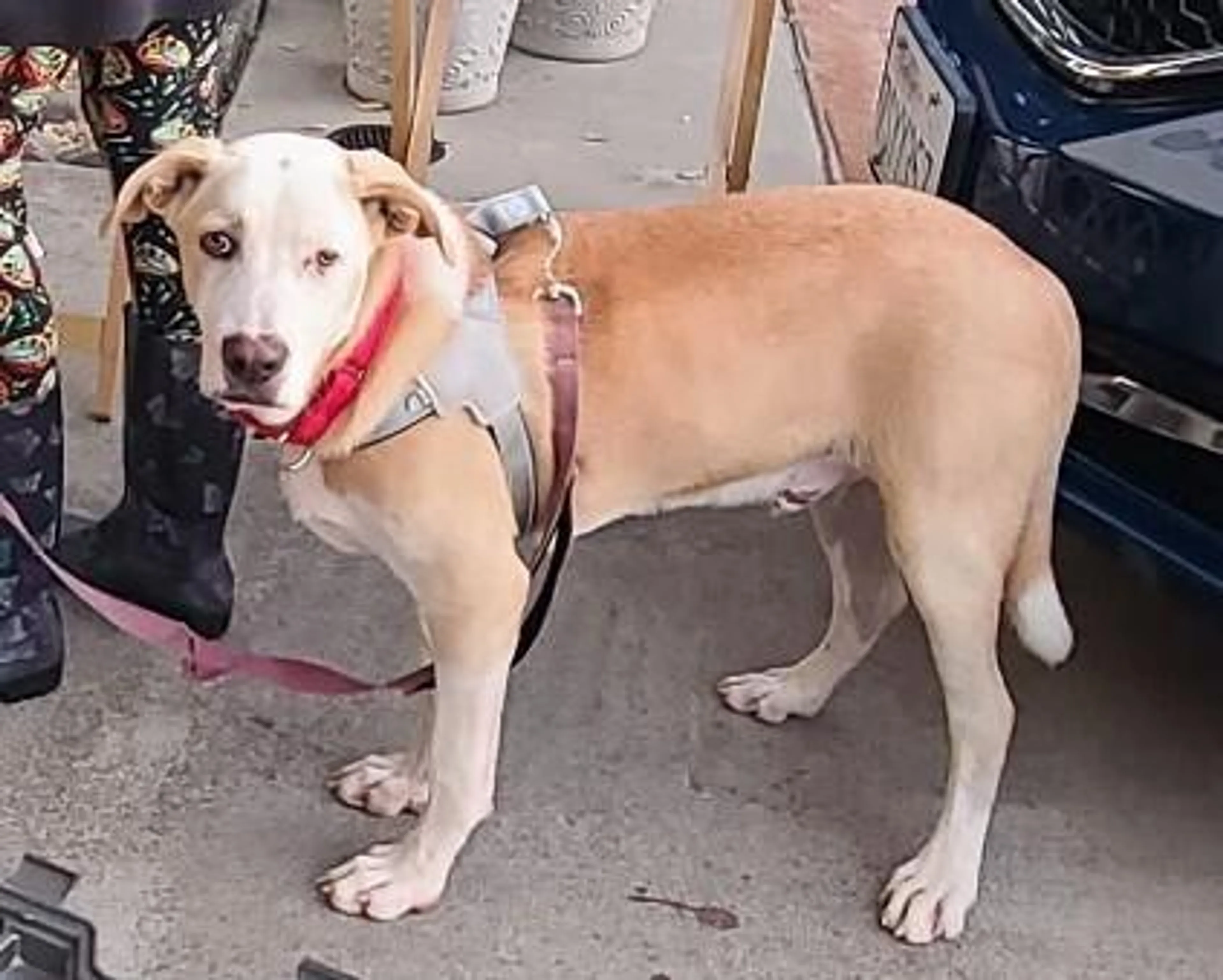 Found pet-4