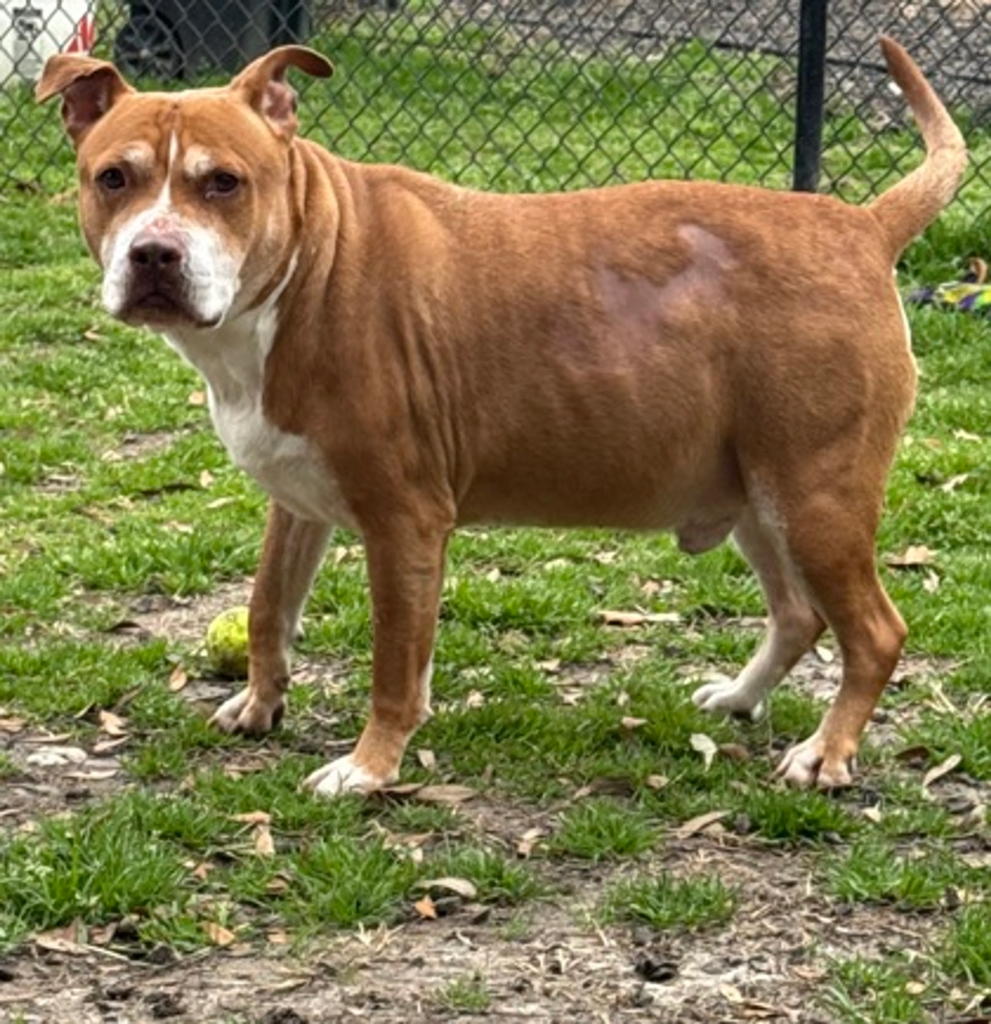 Found pet-2